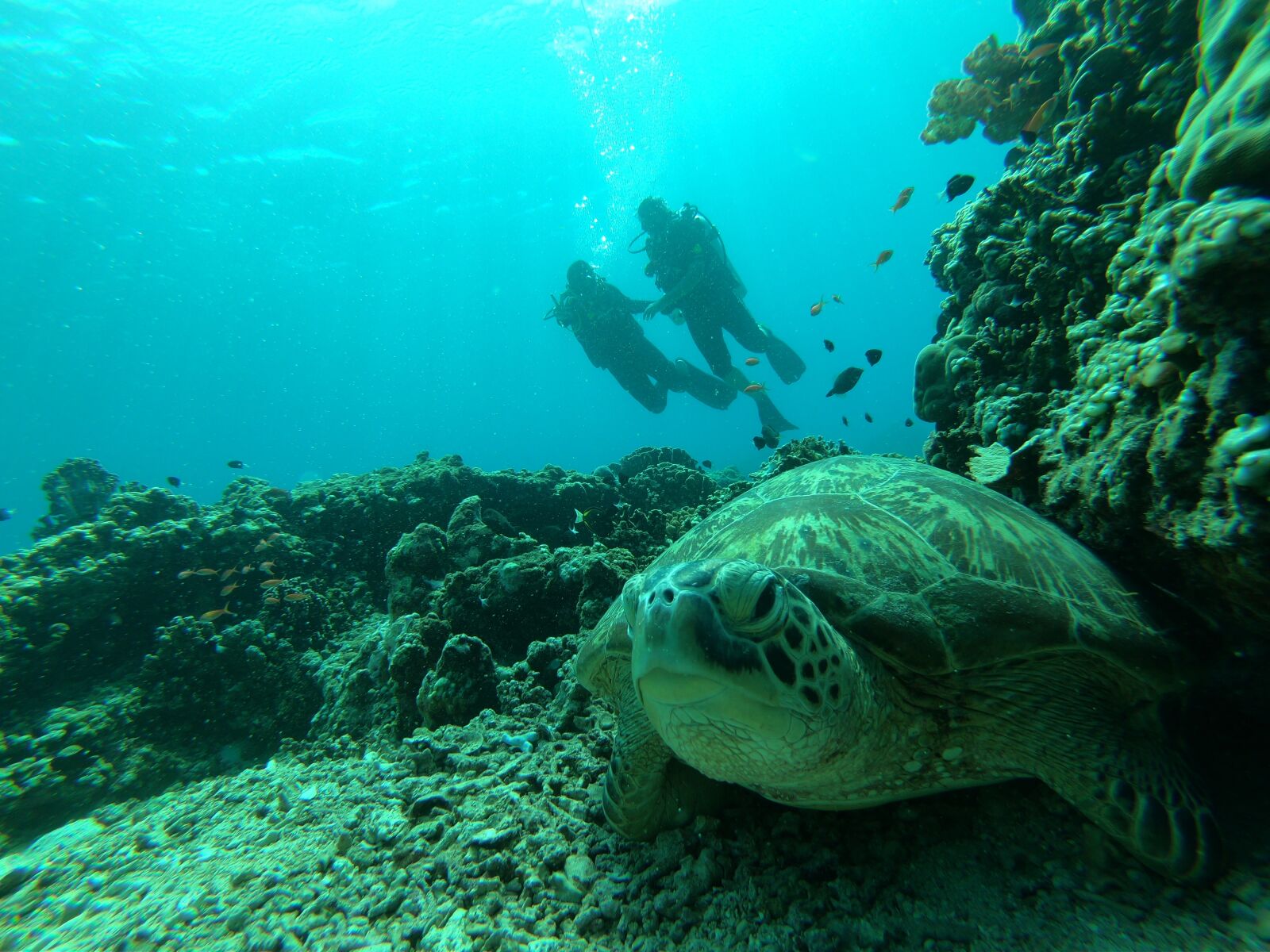 GoPro Hero6 Black sample photo. Scuba diving, sea, turtle photography