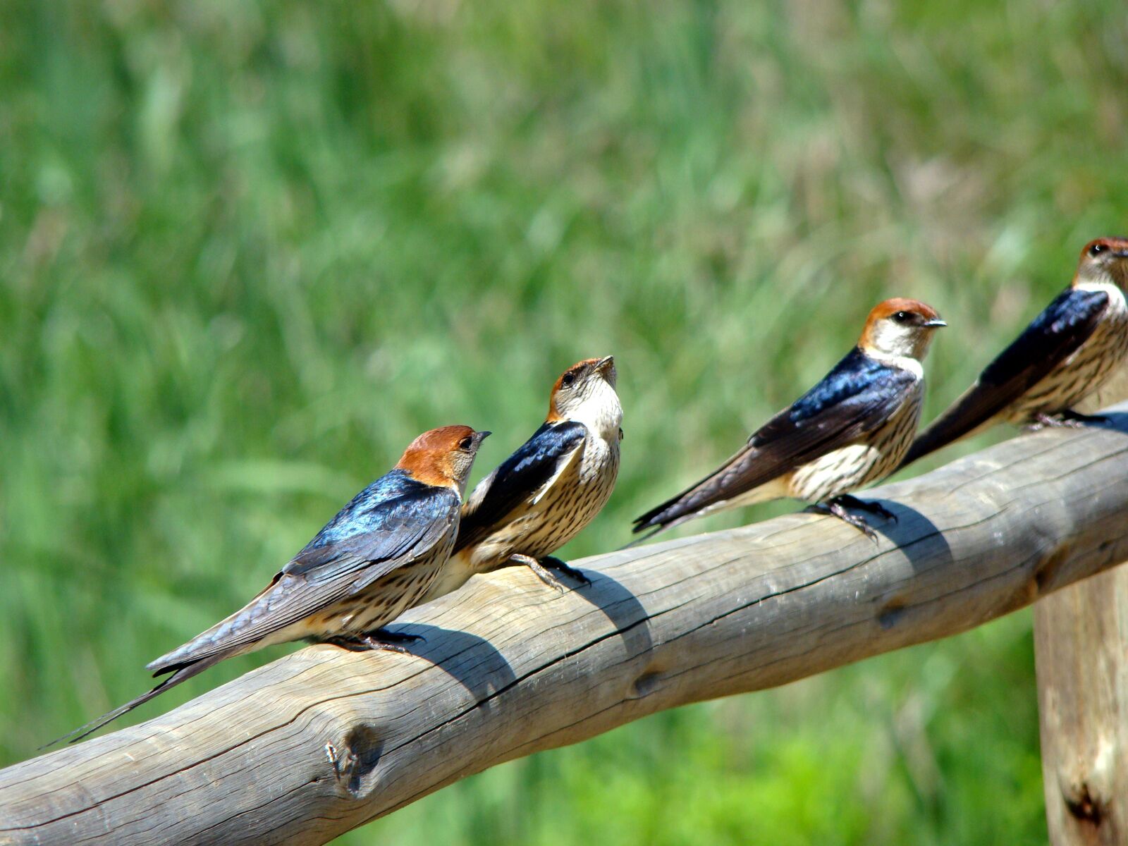 Sony Cyber-shot DSC-H50 sample photo. Swallow, bird, animal photography