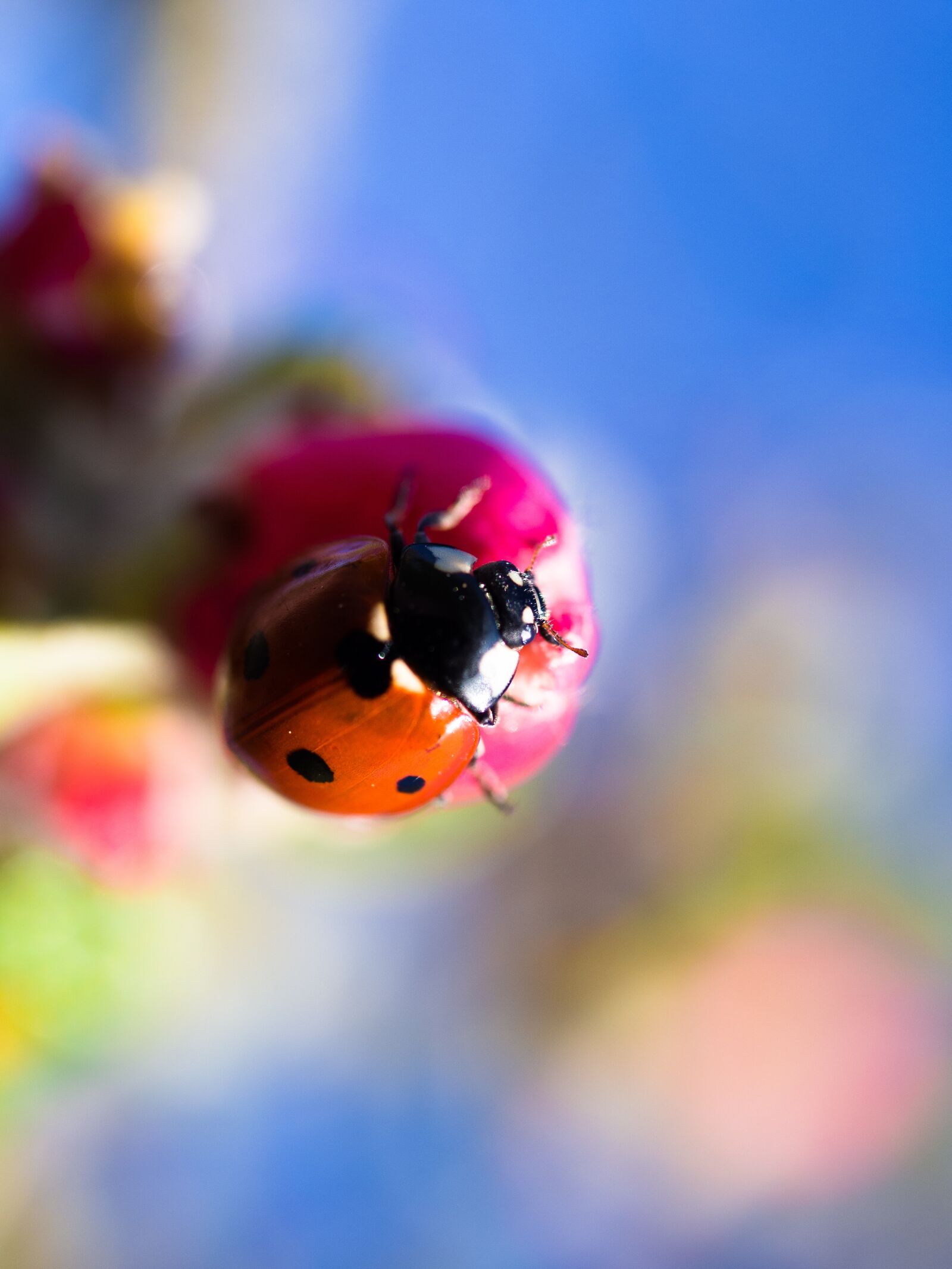 Olympus PEN E-PL9 sample photo. Ladybug, luck, beetle photography