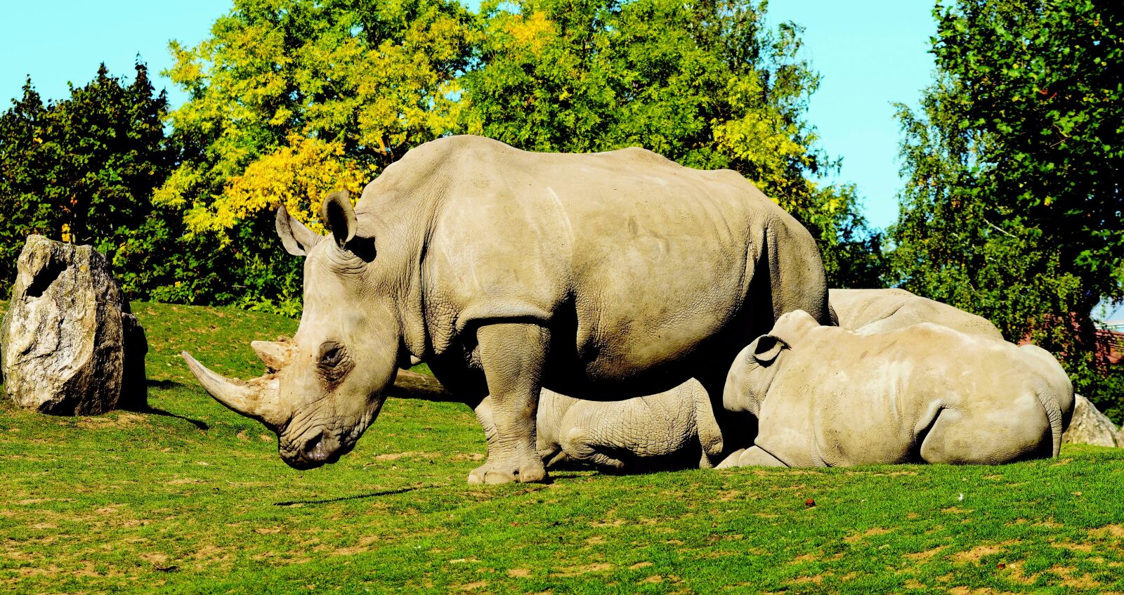 Olympus Zuiko Digital ED 70-300mm F4.0-5.6 sample photo. White rhinoceros, ceratotherium simum photography