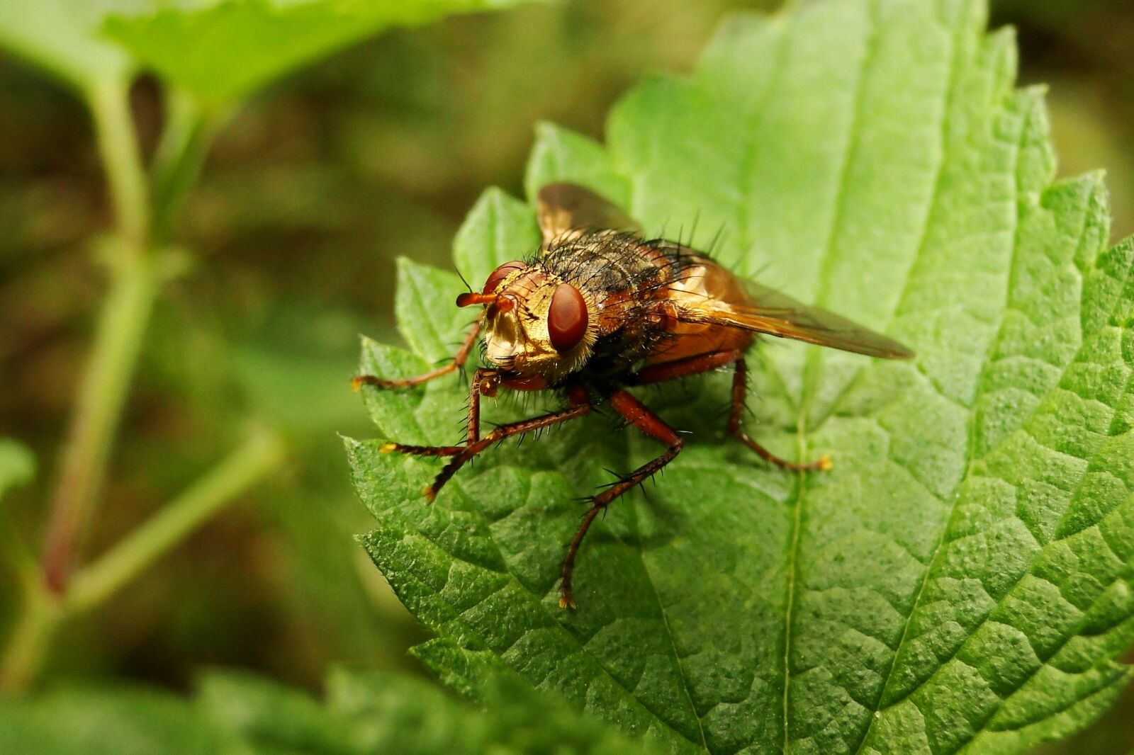 Sony Cyber-shot DSC-HX1 sample photo. Nature, insect, leaf photography