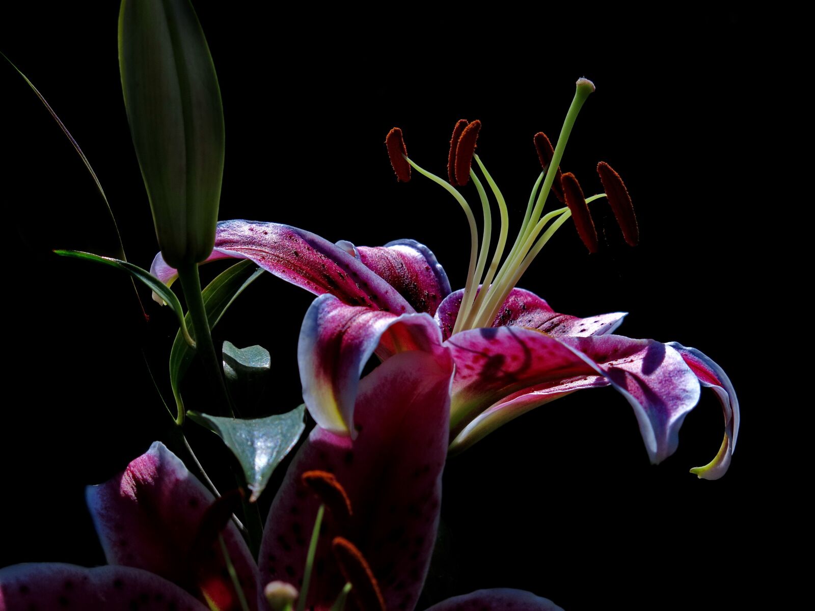 Canon PowerShot G15 sample photo. Lily, stargazer, oriental lily photography