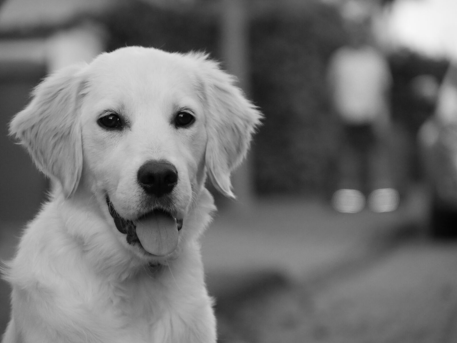 Panasonic DMC-G70 sample photo. Dog, face, animal portrait photography