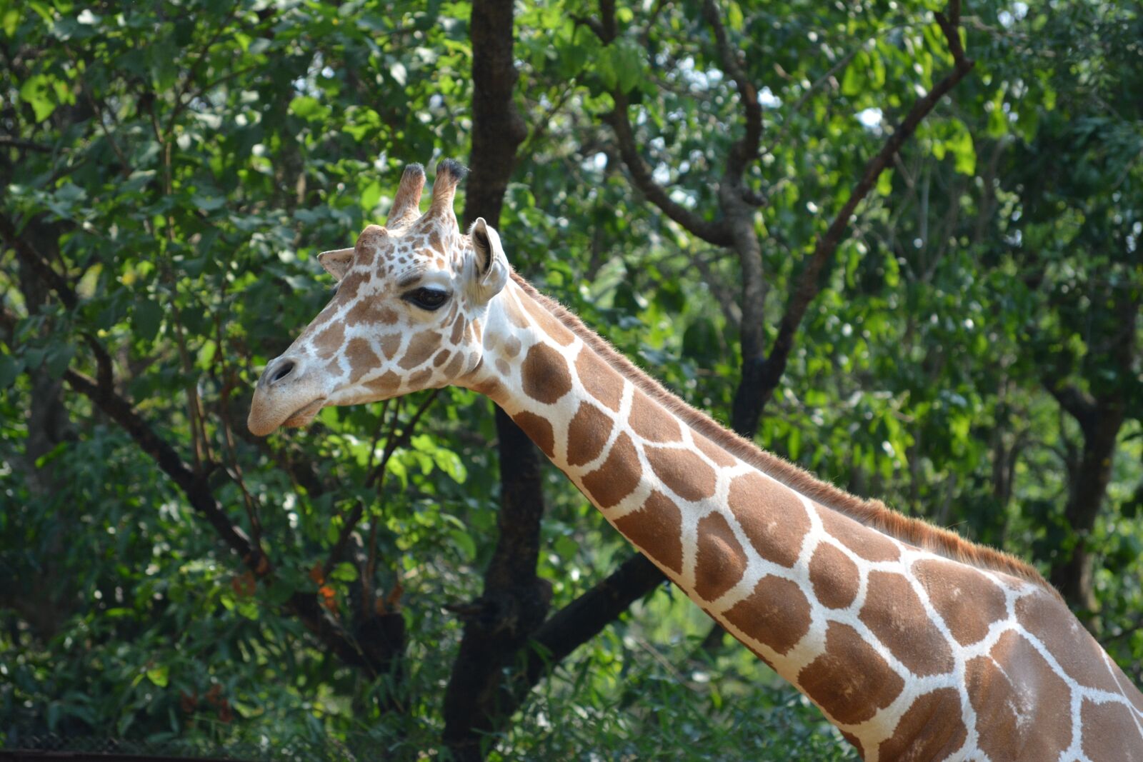 Nikon D5200 sample photo. Giraffe, wild, animal photography