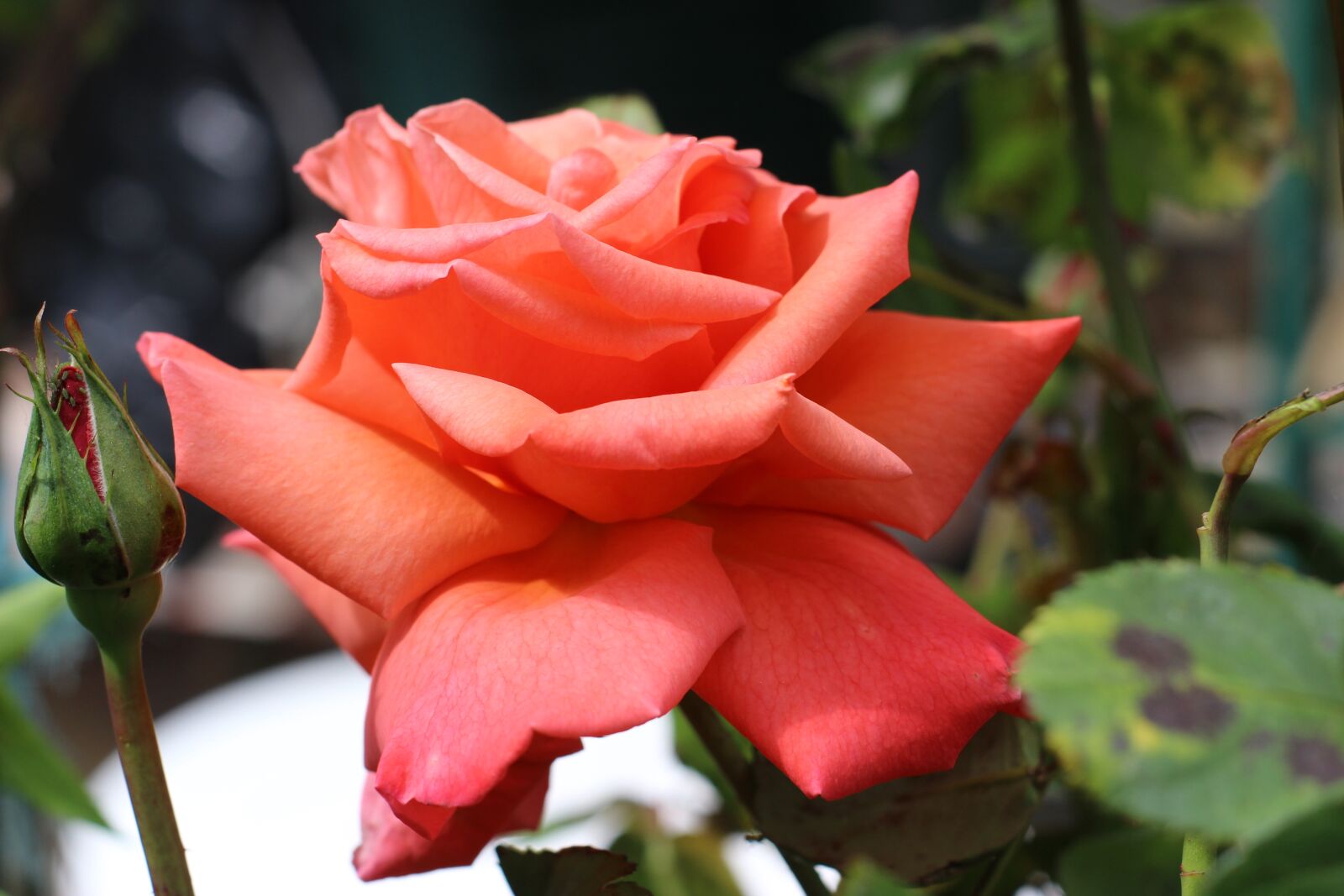 Canon EOS 600D (Rebel EOS T3i / EOS Kiss X5) sample photo. Flower, pink, thorns photography