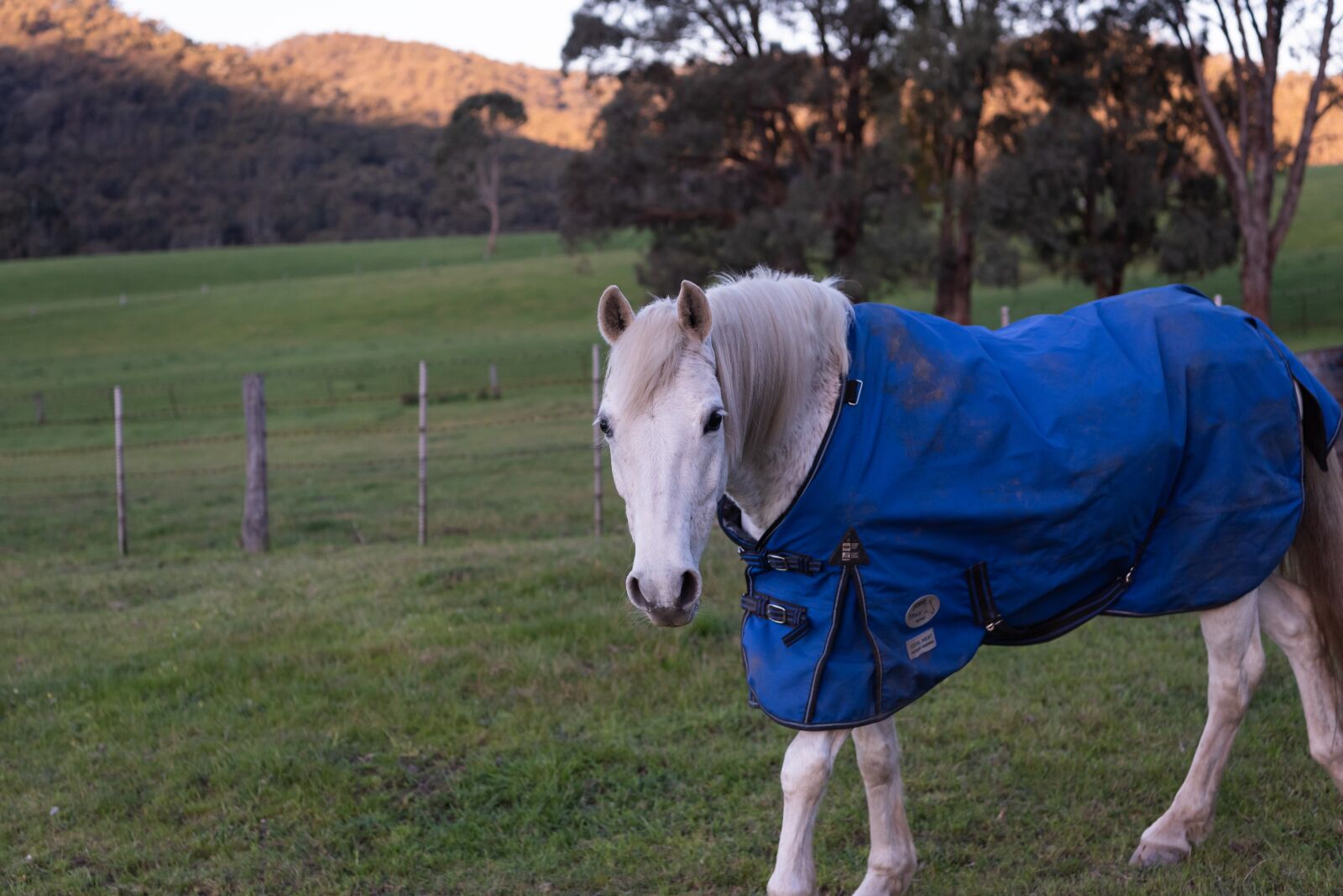Nikon D750 sample photo. Horse, pony, australian pony photography