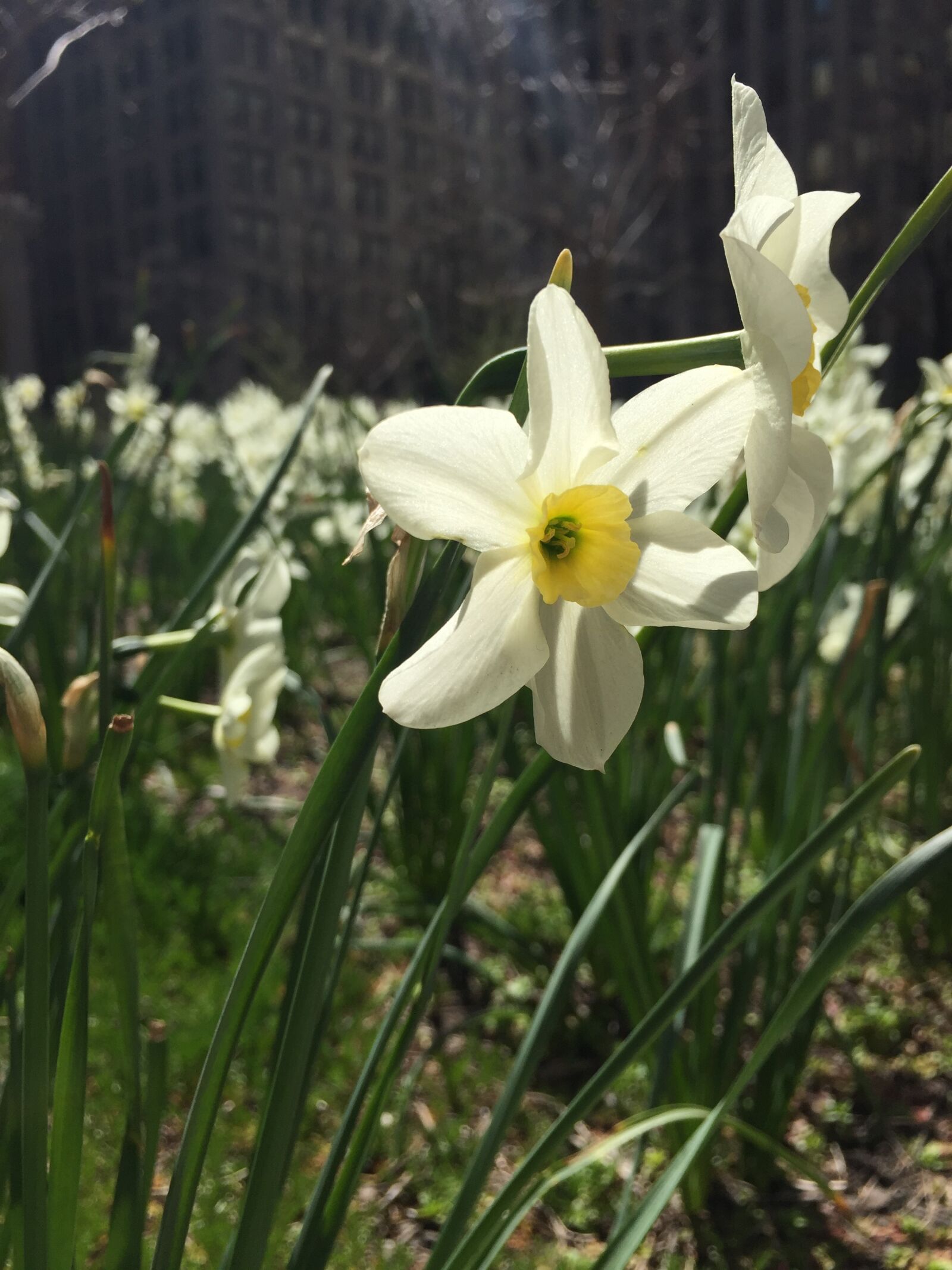 Apple iPhone 6 sample photo. Buildings, city, flower, flowers photography