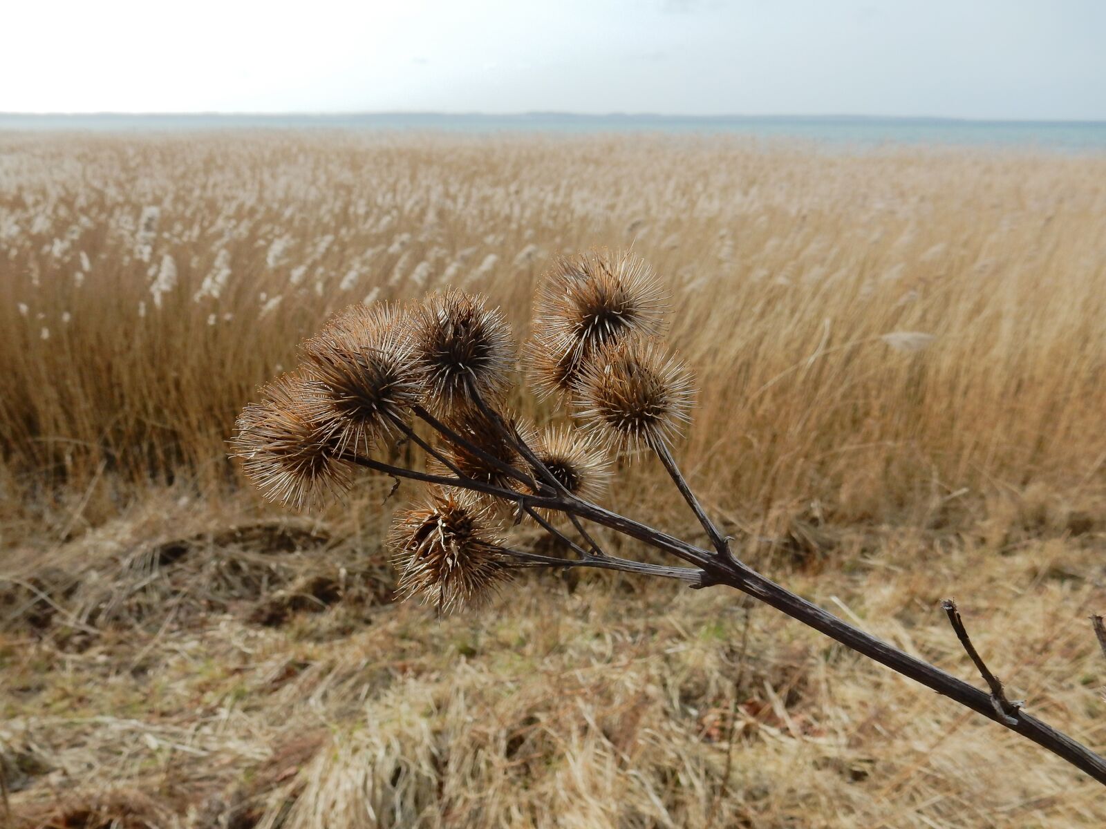 Nikon Coolpix S9900 sample photo. Geltinger bakshi, hook and photography