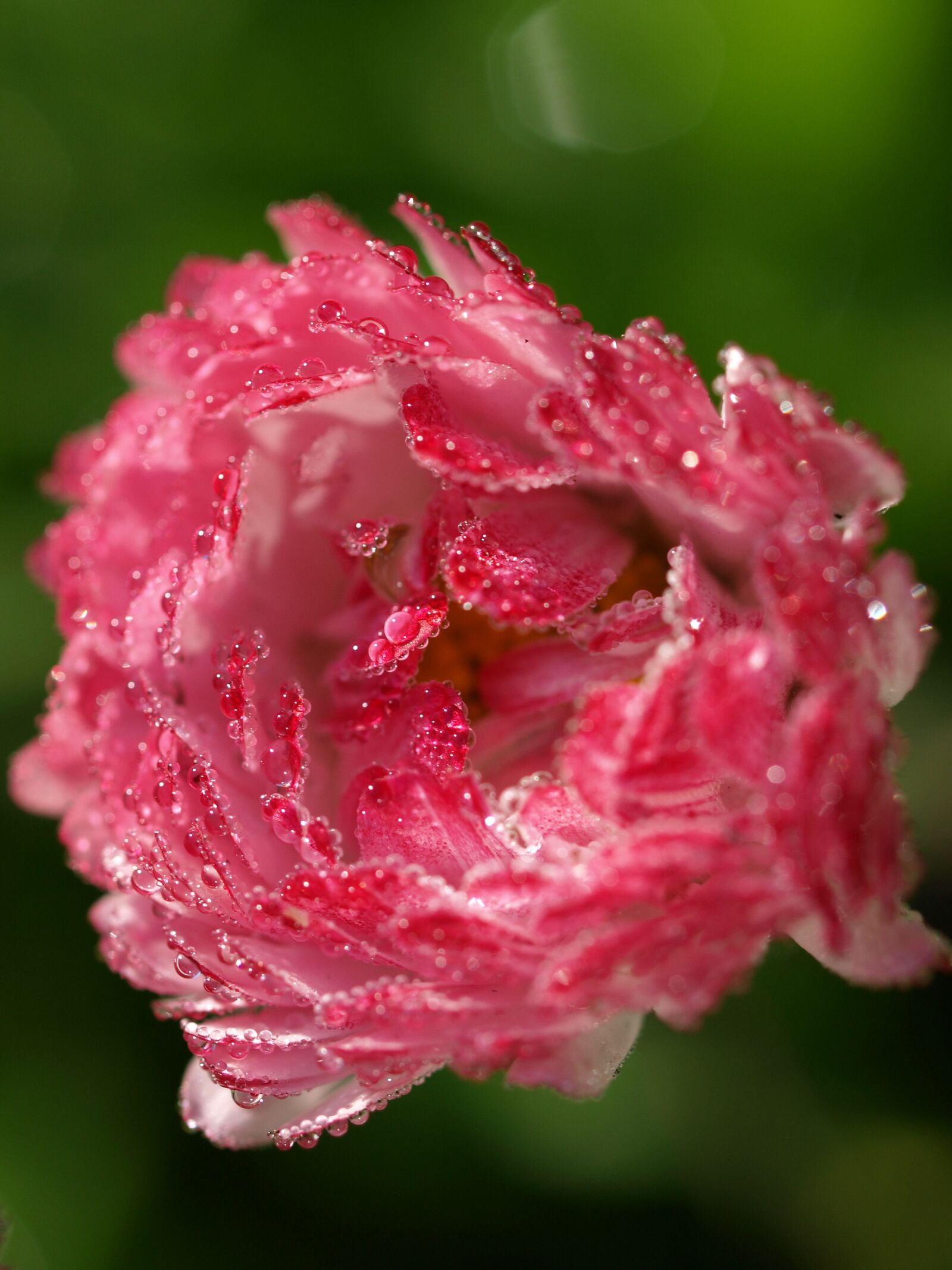Olympus E-510 (EVOLT E-510) sample photo. Flower, nature, flora photography