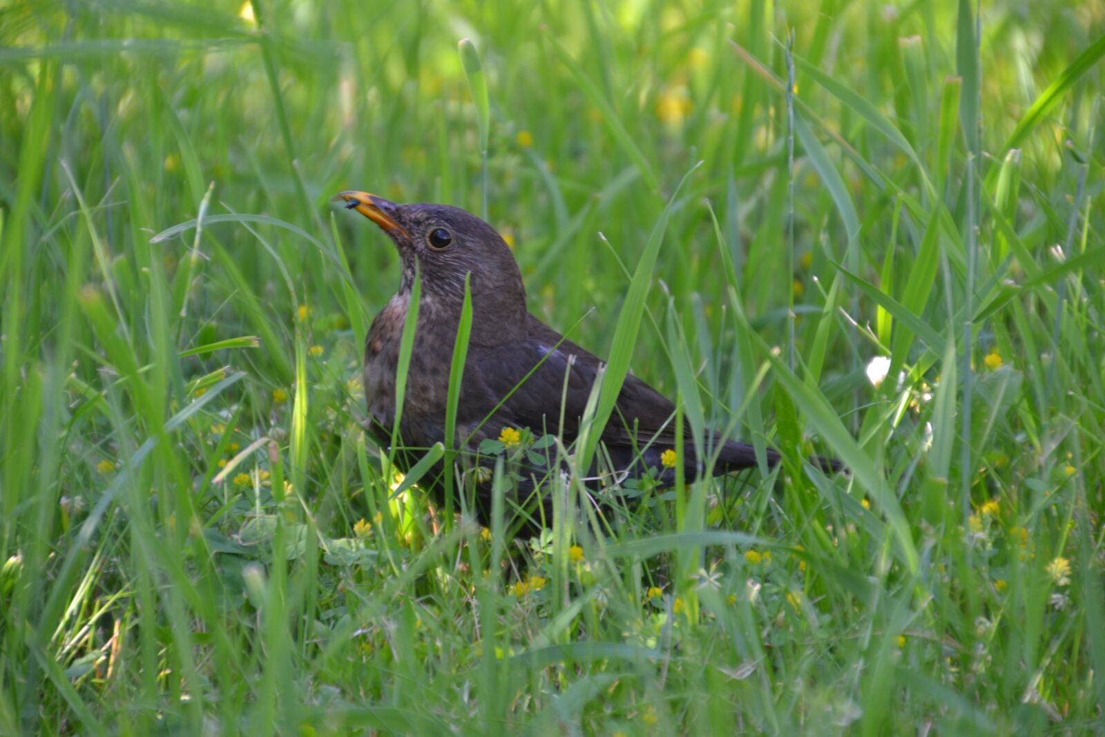 Nikon D3100 sample photo. Blackbird, bird, bill photography