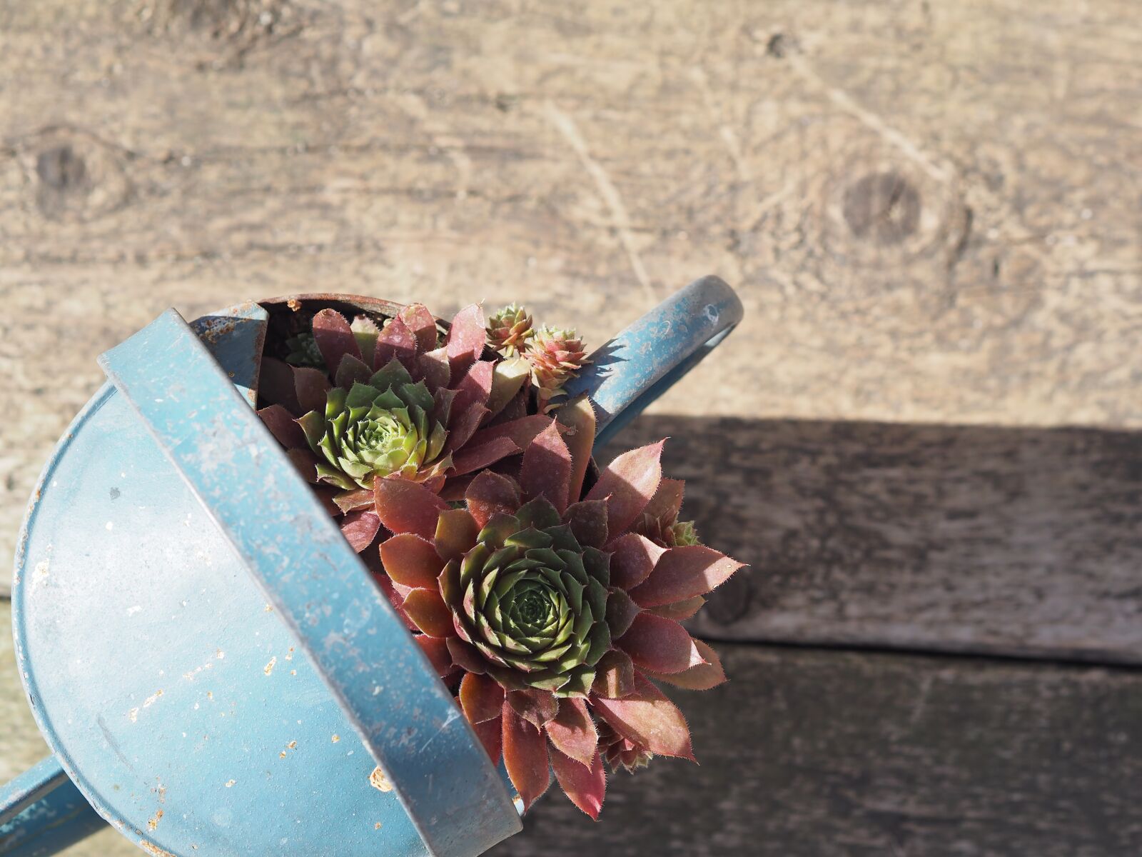Olympus OM-D E-M10 sample photo. Succulents, garden, background photography
