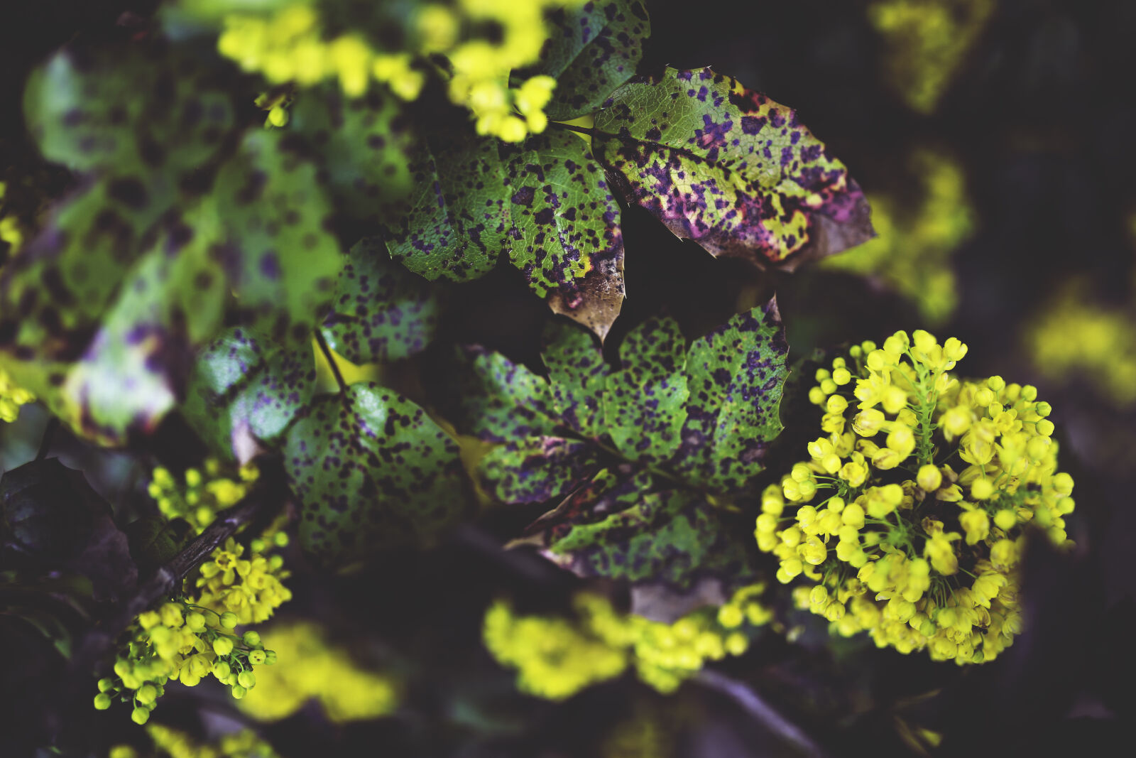 Canon EOS 6D + Sigma 35mm F1.4 DG HSM Art sample photo. Mahonia, aquifolium photography