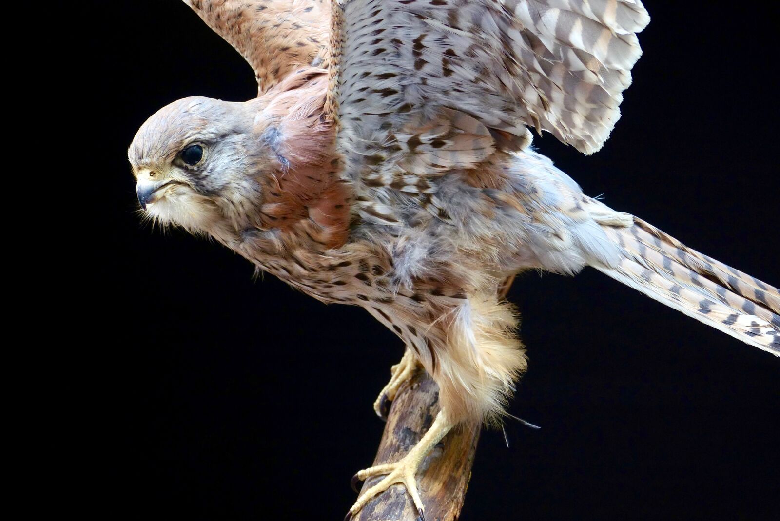 Panasonic Lumix DMC-FZ200 sample photo. Kestrel, raptor, plumage photography