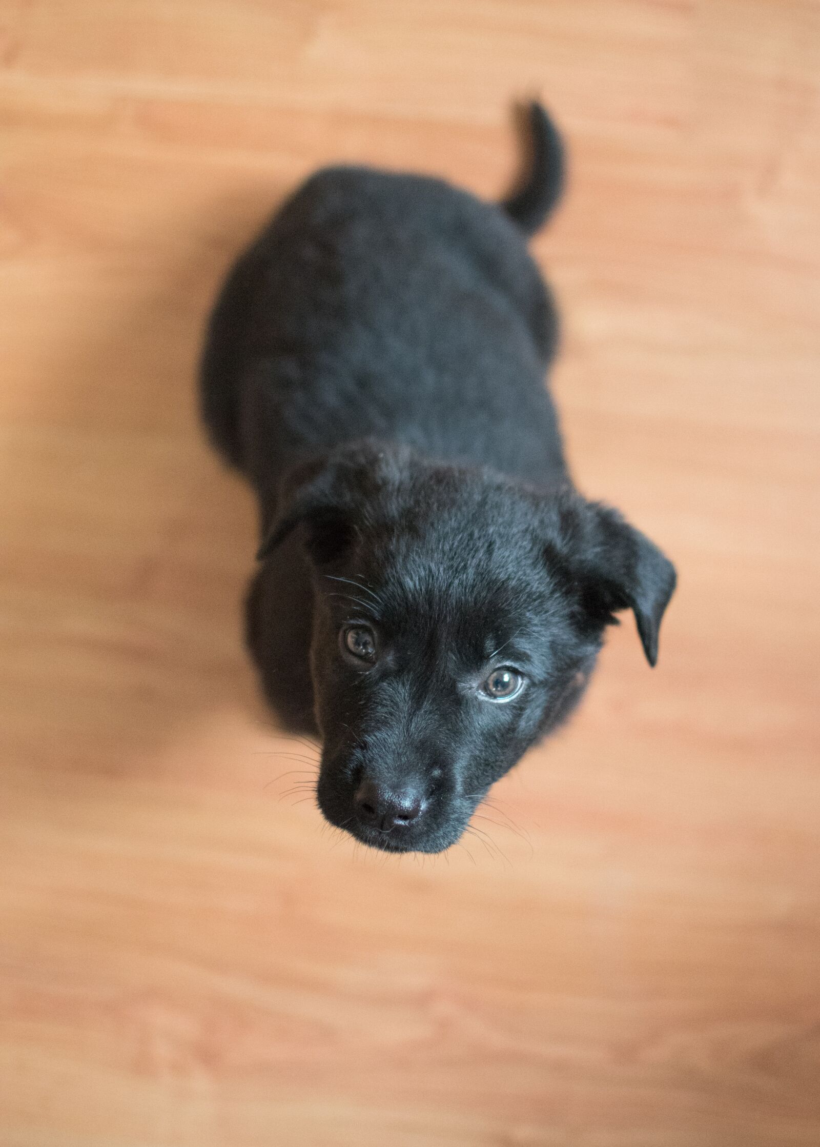 Nikon D5500 sample photo. Dog, black, puppy photography