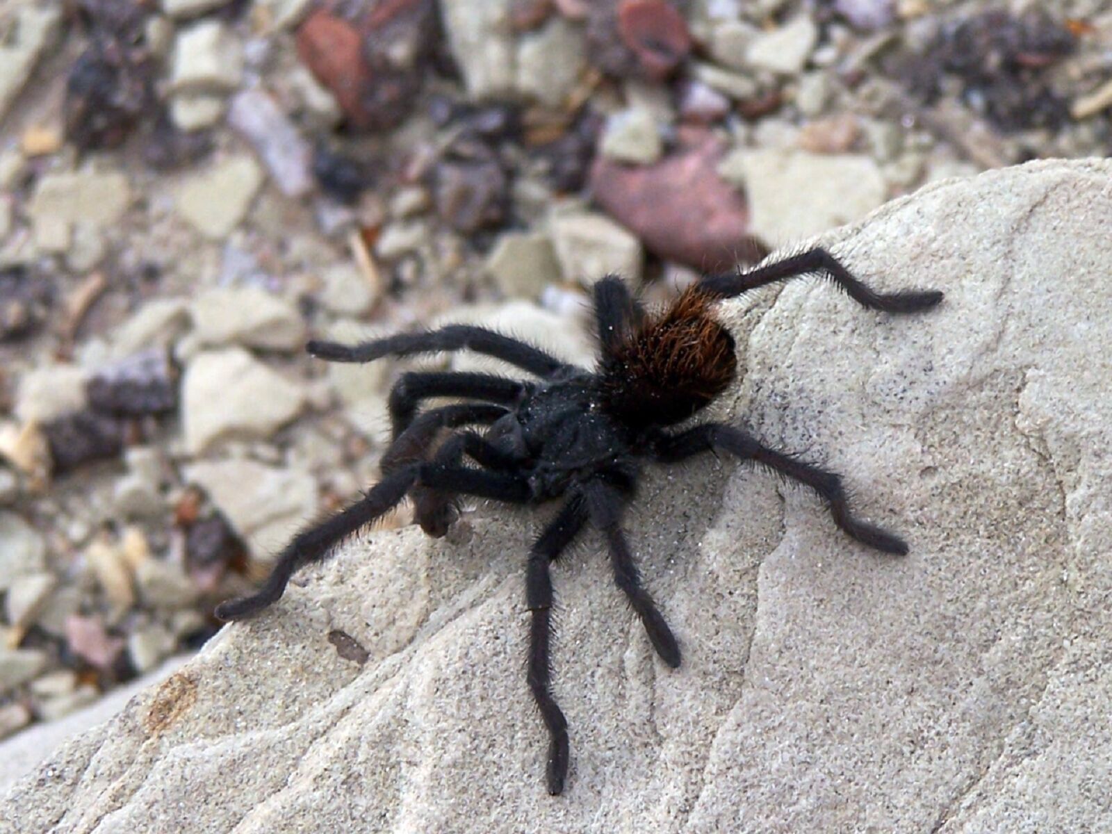 Kodak DX7590 ZOOM DIGITAL CAMERA sample photo. Spider, tarantula, large photography
