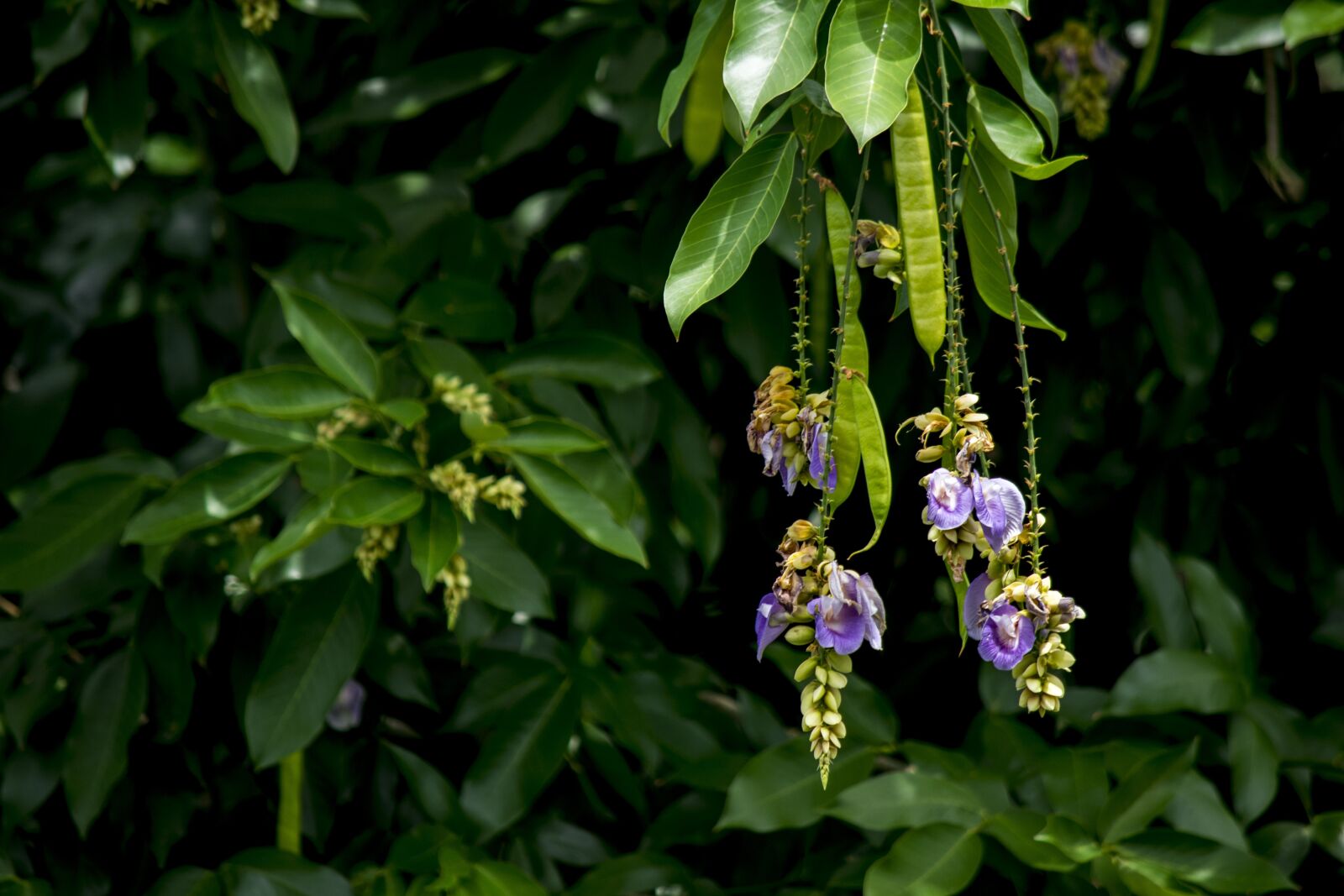 Nikon D5300 sample photo. Nature, flower, flowers photography
