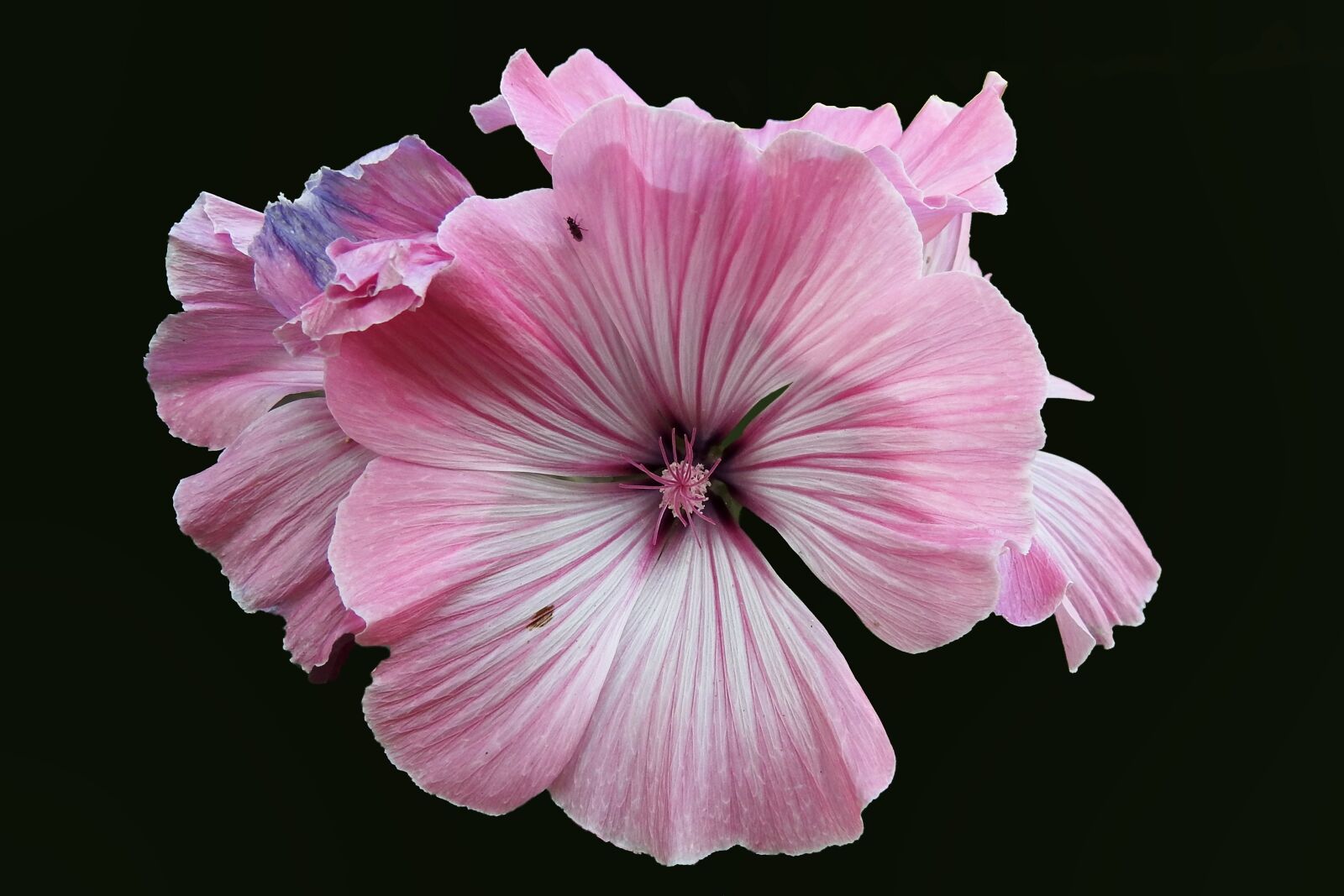 Nikon Coolpix P900 sample photo. Mallow, hollyhock flower, summer photography