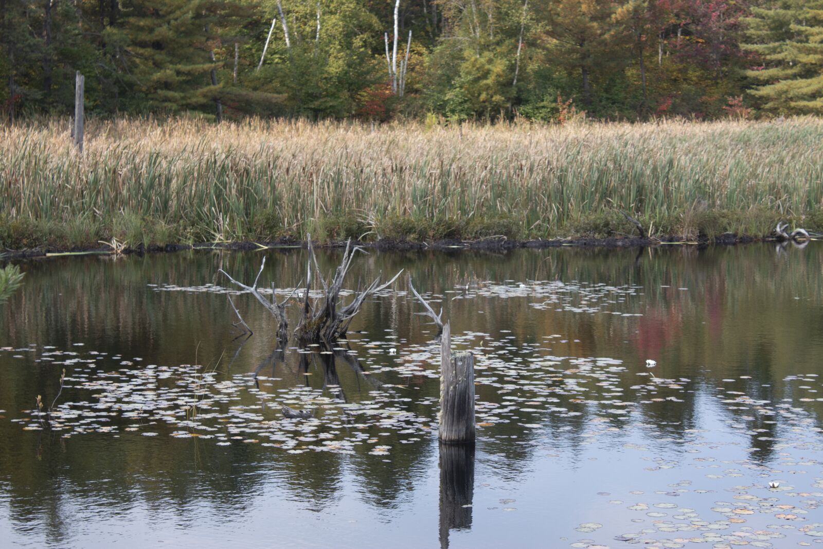 Canon EOS 70D + Canon EF-S 18-55mm F3.5-5.6 IS sample photo. Swamp, weeds, water flower photography