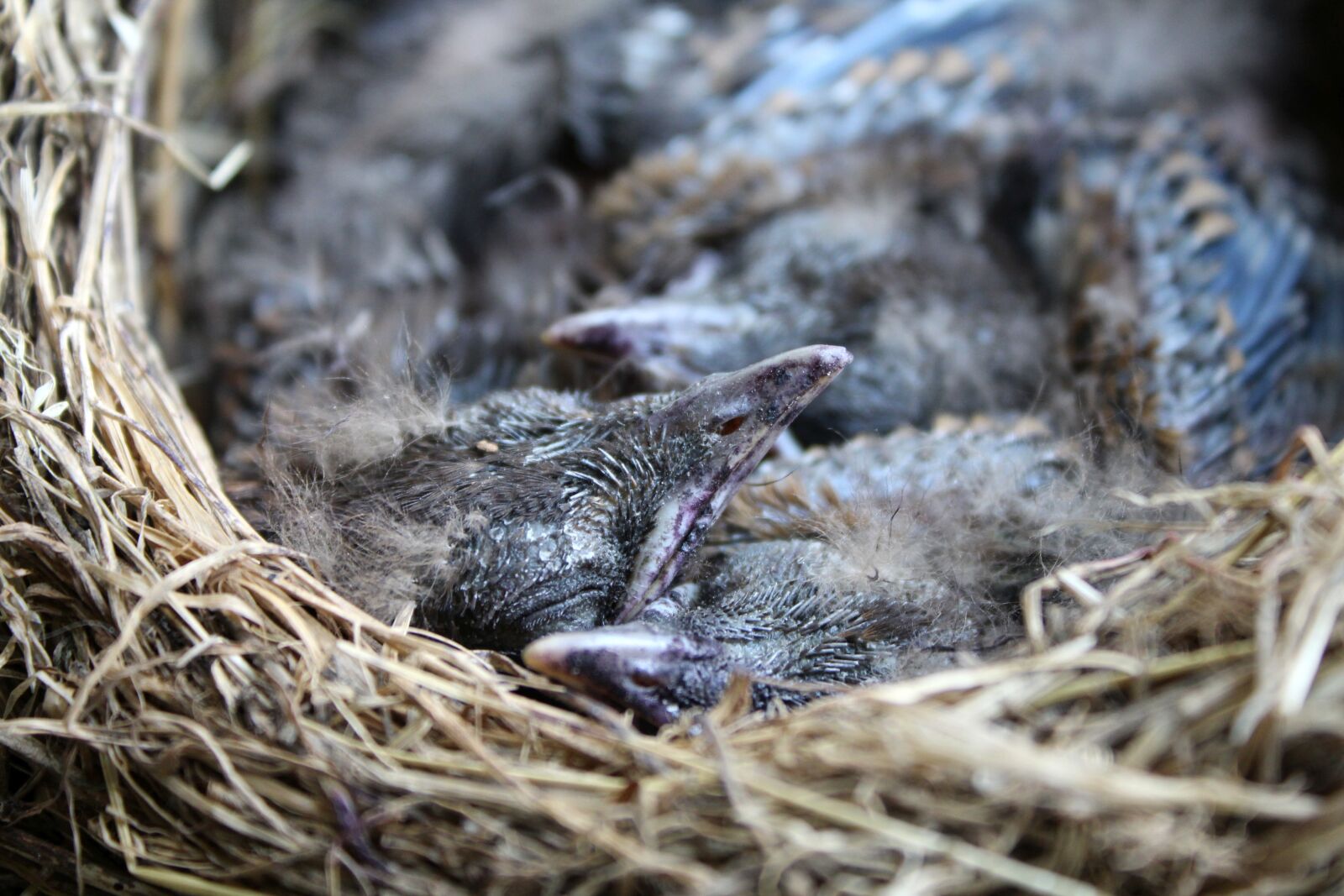 Canon EOS 1300D (EOS Rebel T6 / EOS Kiss X80) sample photo. Nest, blackbirds, nature photography