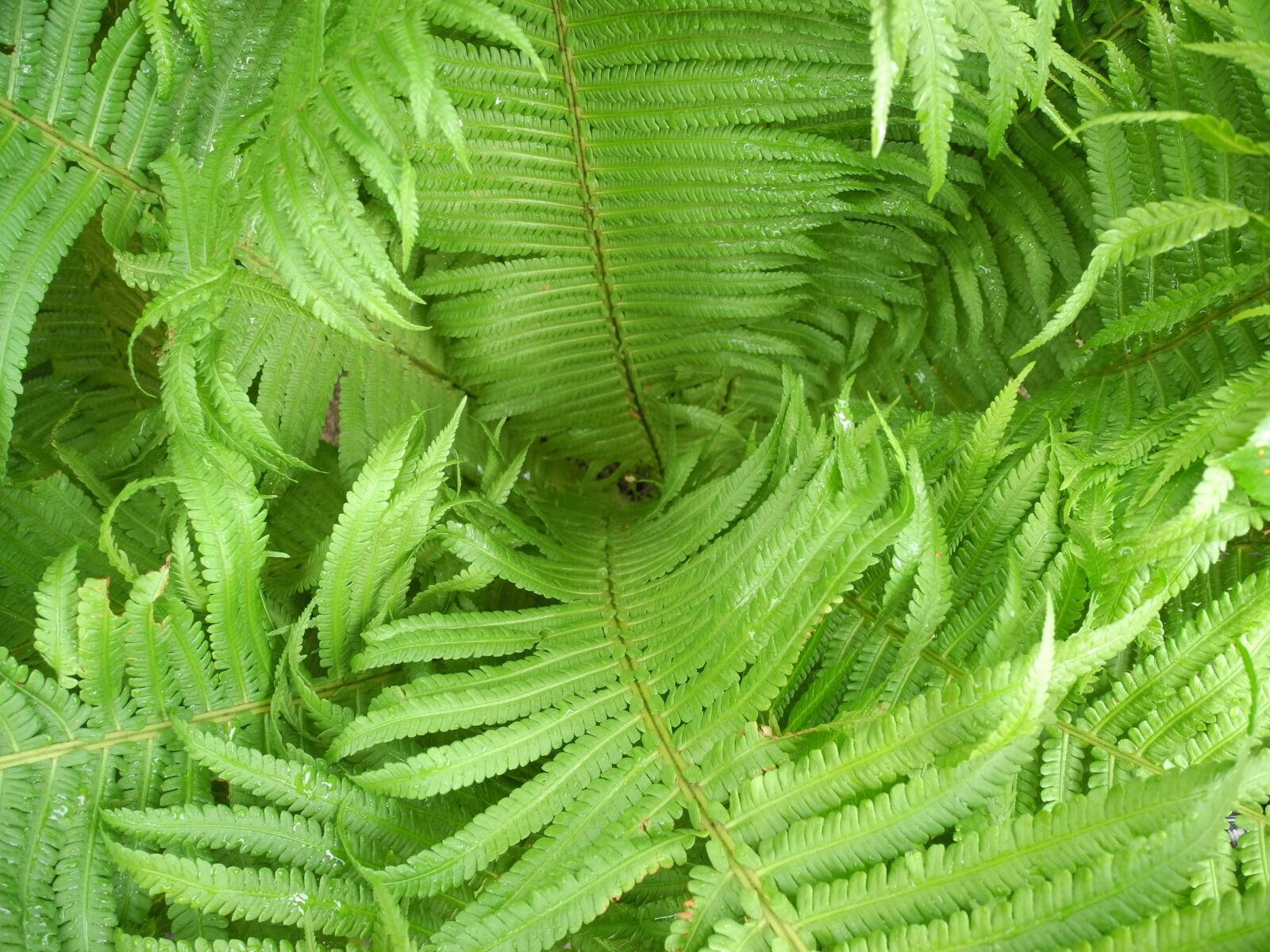 Nikon Coolpix P7100 sample photo. Fern, green, plant photography