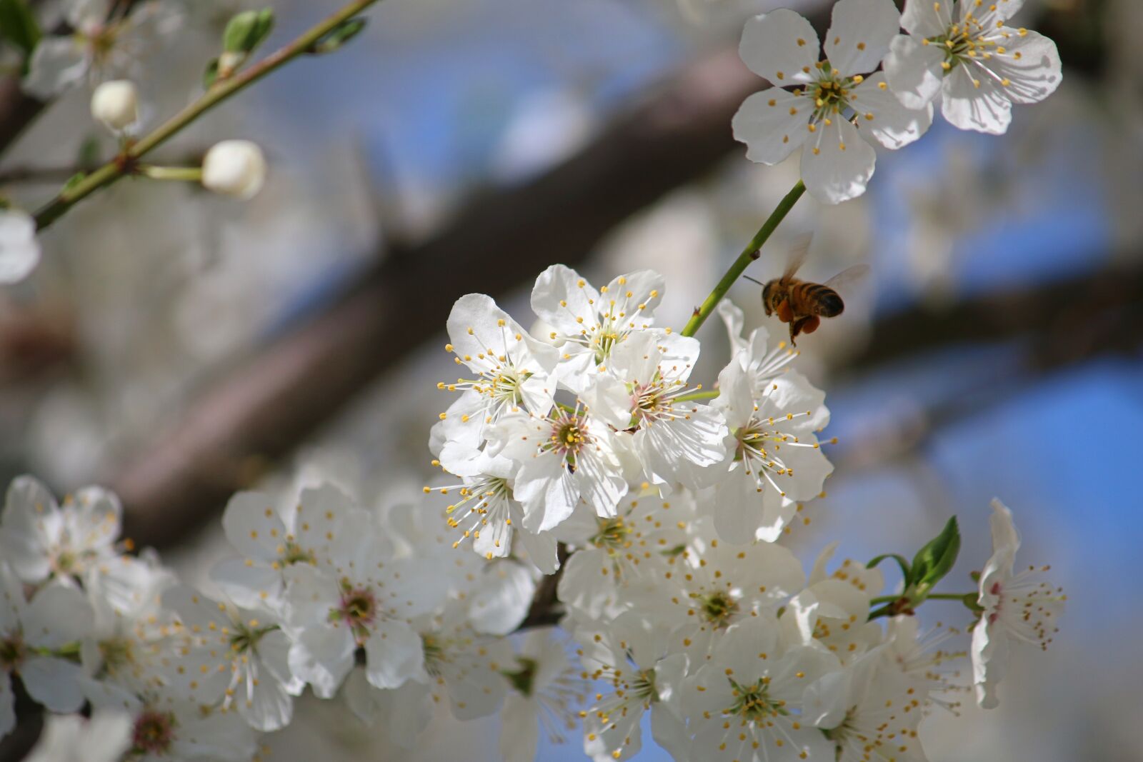 Canon EOS 70D + Canon EF-S 55-250mm F4-5.6 IS sample photo. Cherry, spring, tree photography
