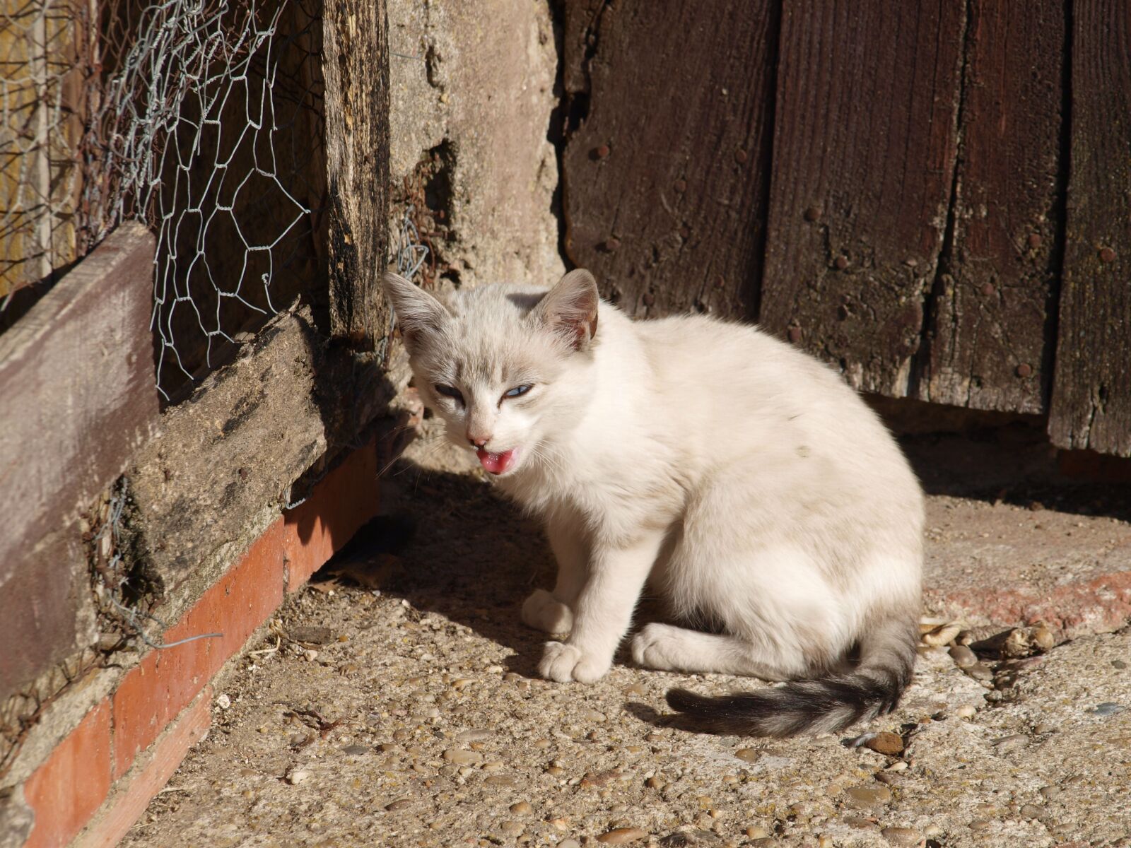 Olympus E-450 (EVOLT E-450) sample photo. Cat, about, roof photography