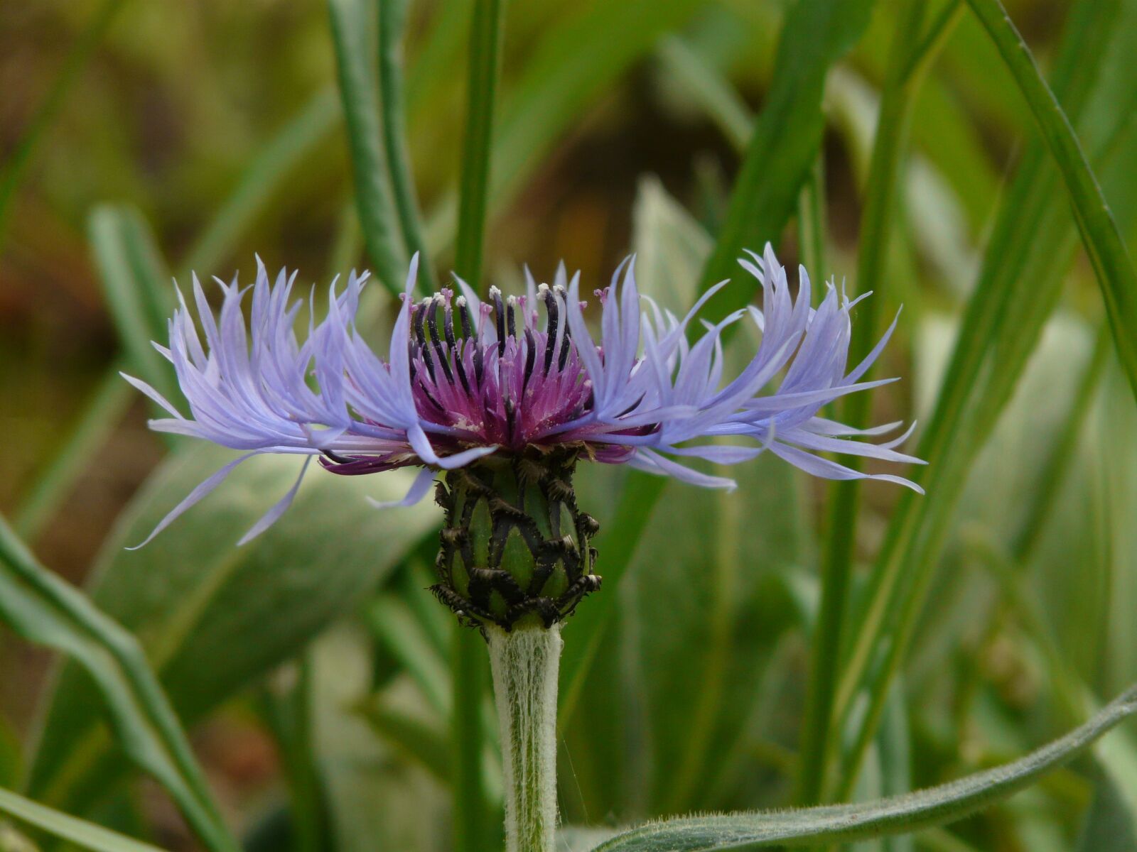 Panasonic DMC-FZ18 sample photo. Knapweed, blue, flower photography