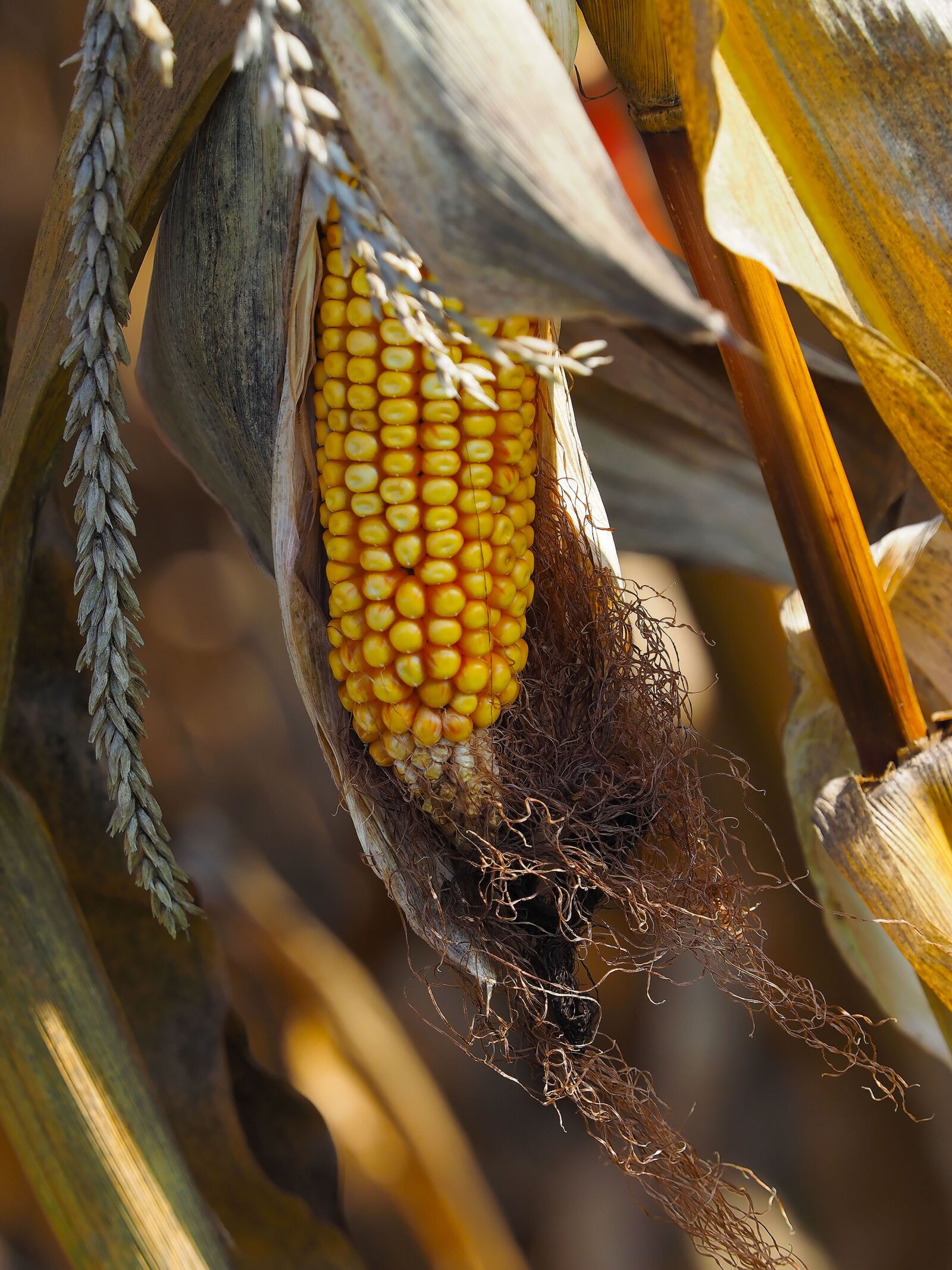 Olympus OM-D E-M1 + Olympus M.Zuiko Digital ED 40-150mm F2.8 Pro sample photo. Corn, agriculture, cereals photography
