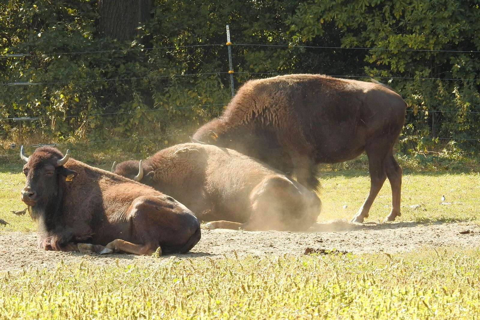 Nikon Coolpix P900 sample photo. Bison, wild, american buffalo photography