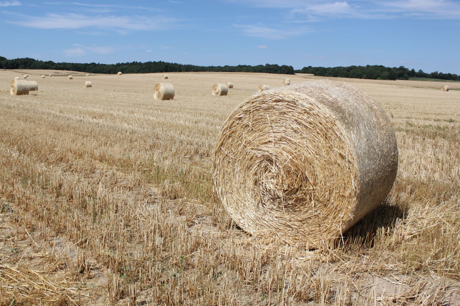 Canon EOS 500D (EOS Rebel T1i / EOS Kiss X3) sample photo. Field, harvest, hay bales photography