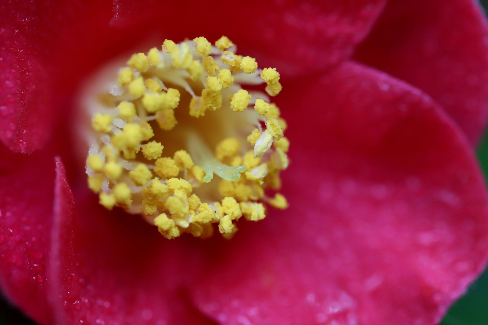 Canon EOS 800D (EOS Rebel T7i / EOS Kiss X9i) sample photo. Camellia flower, camellia, stamens photography