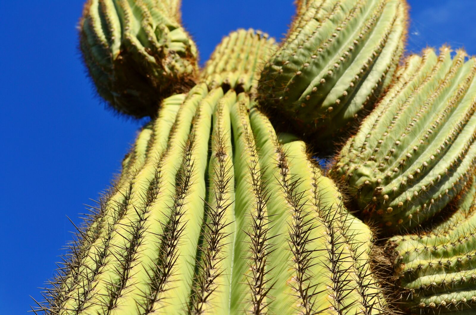 Nikon D5100 sample photo. Cactus, blue sky, blue photography