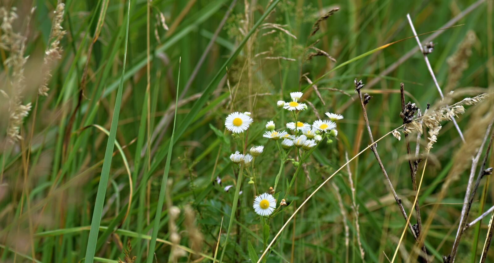 Nikon D5300 sample photo. Meadow, field flowers, grass photography