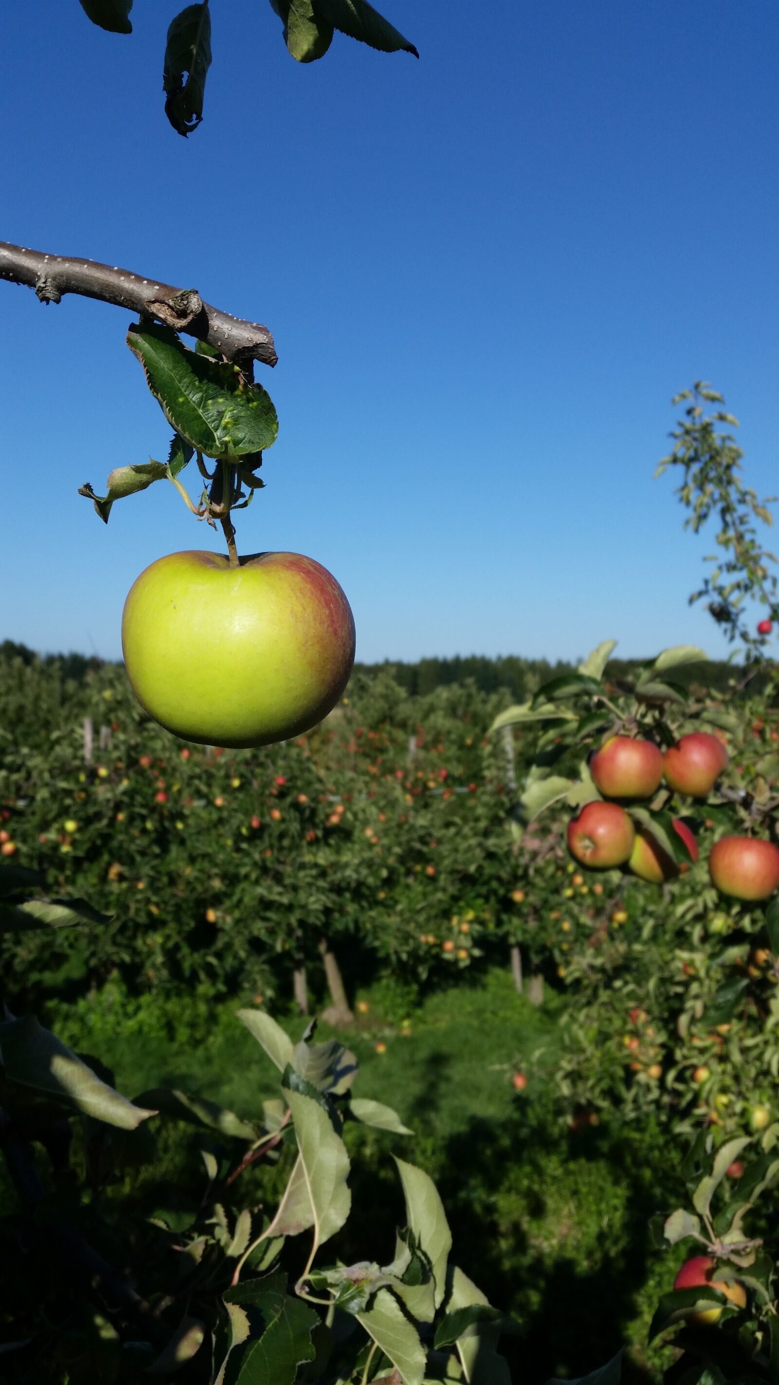 Samsung Galaxy S5 sample photo. Apple, orchard, fruit photography