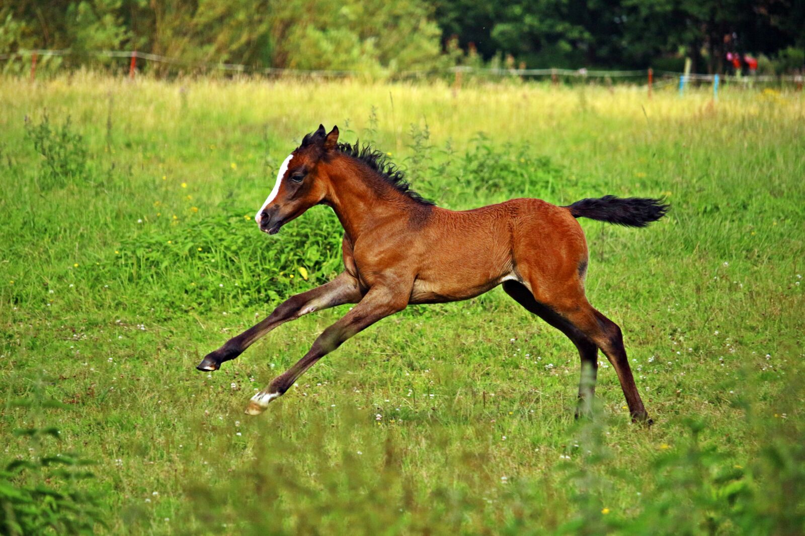 Canon EOS 100D (EOS Rebel SL1 / EOS Kiss X7) sample photo. Horse, gallop, foal photography
