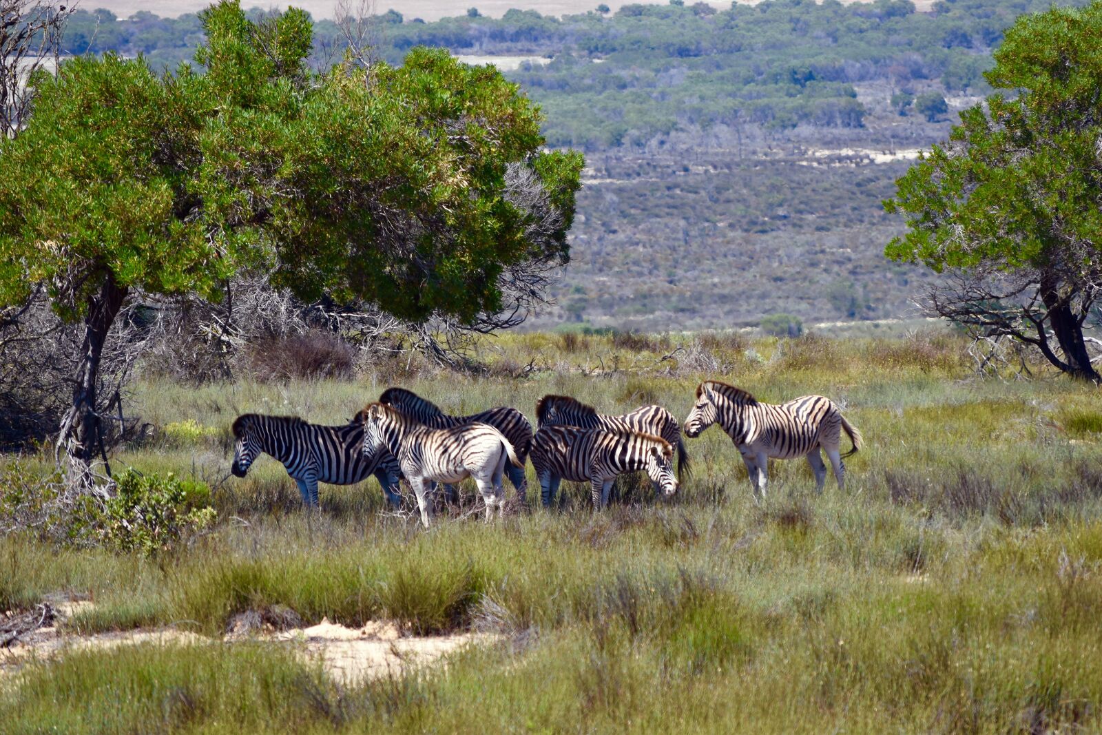 Nikon D5500 sample photo. Zebras, nature, grass photography