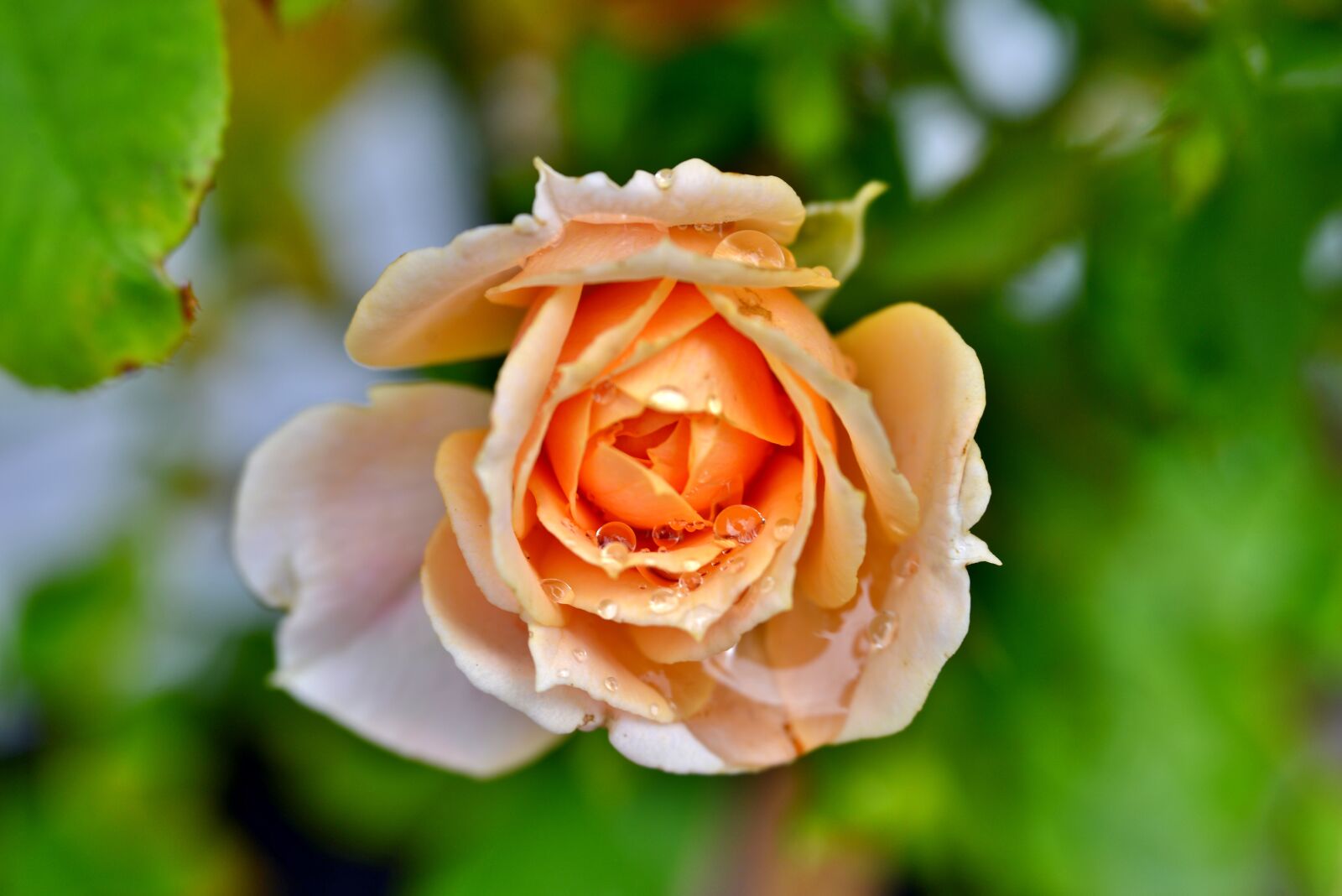 Nikon D600 sample photo. Rose, flower, raindrops photography