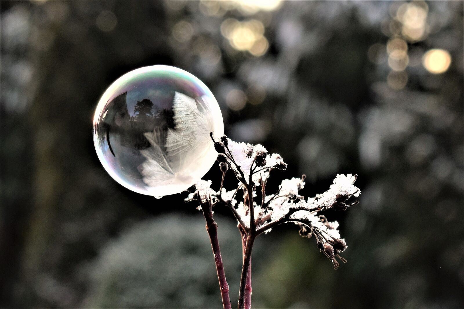 Nikon D5500 sample photo. Soap bubble, frozen, eiskristalle photography