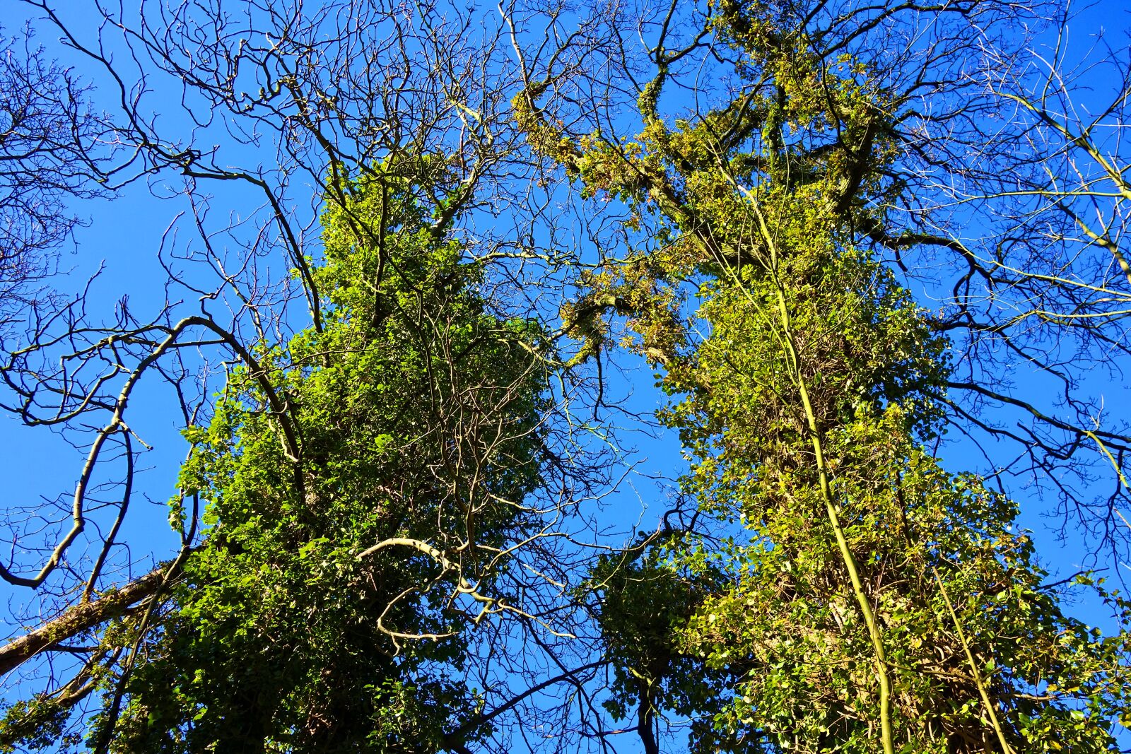 Sony Cyber-shot DSC-RX100 sample photo. Tree, trunk, branch photography