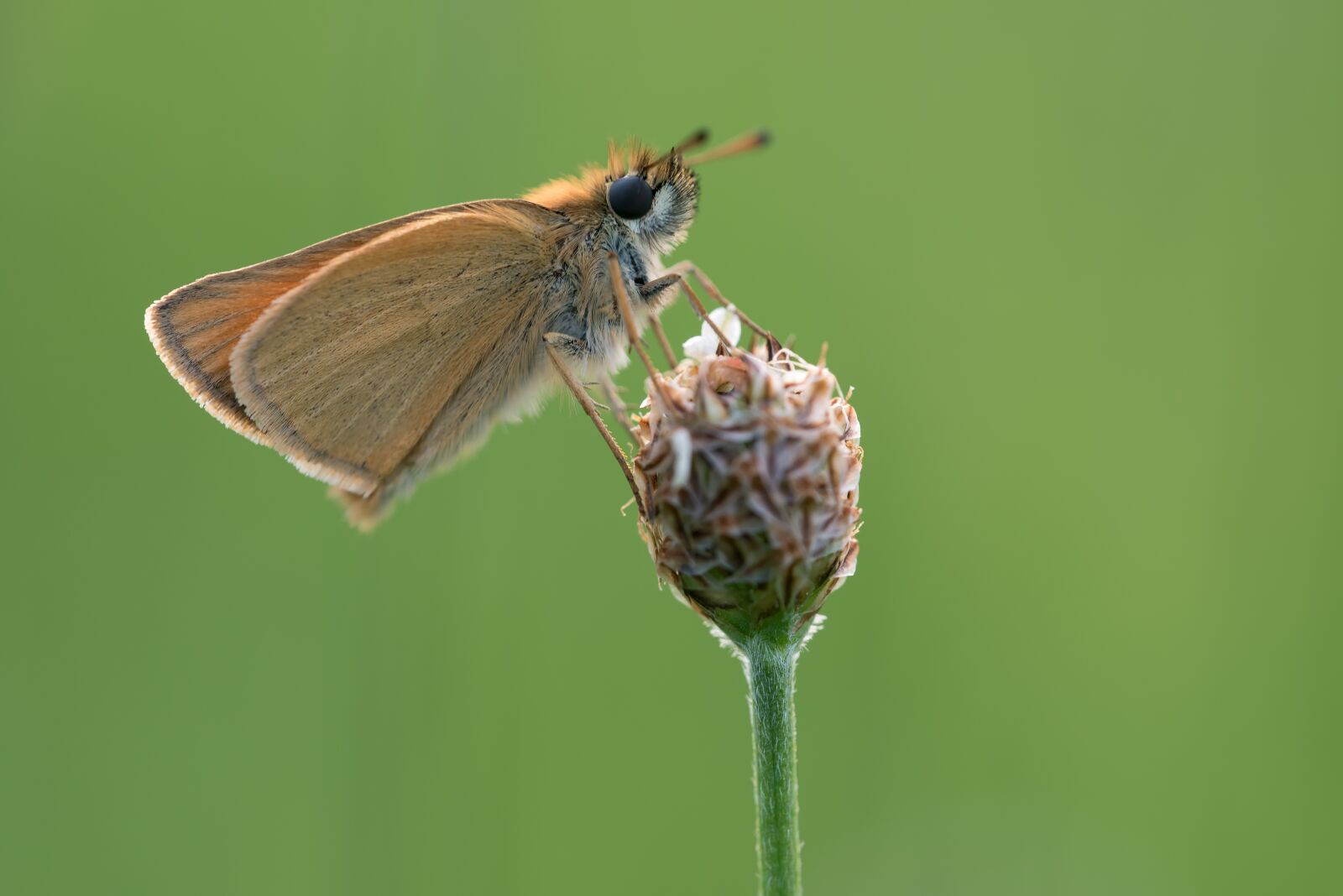 Nikon D750 sample photo. Skipper, butterfly, macro photography