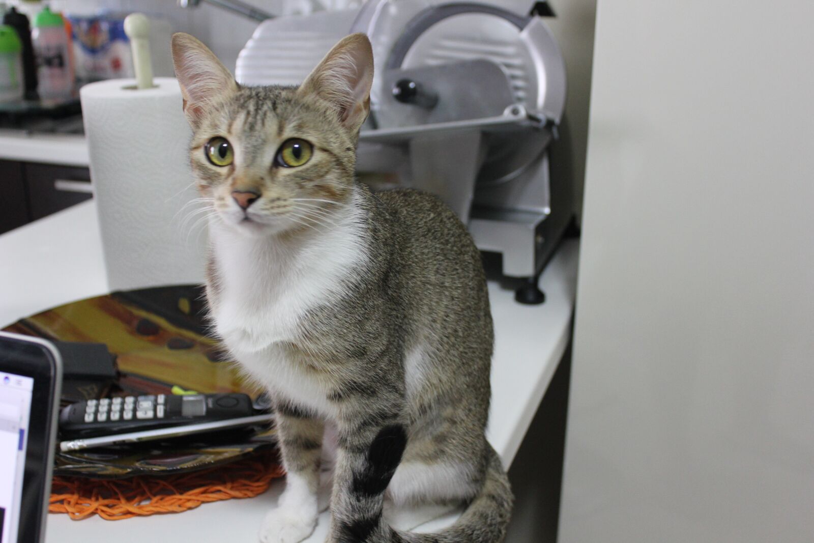 Canon EOS 550D (EOS Rebel T2i / EOS Kiss X4) sample photo. Cat, malai, domestic cat photography