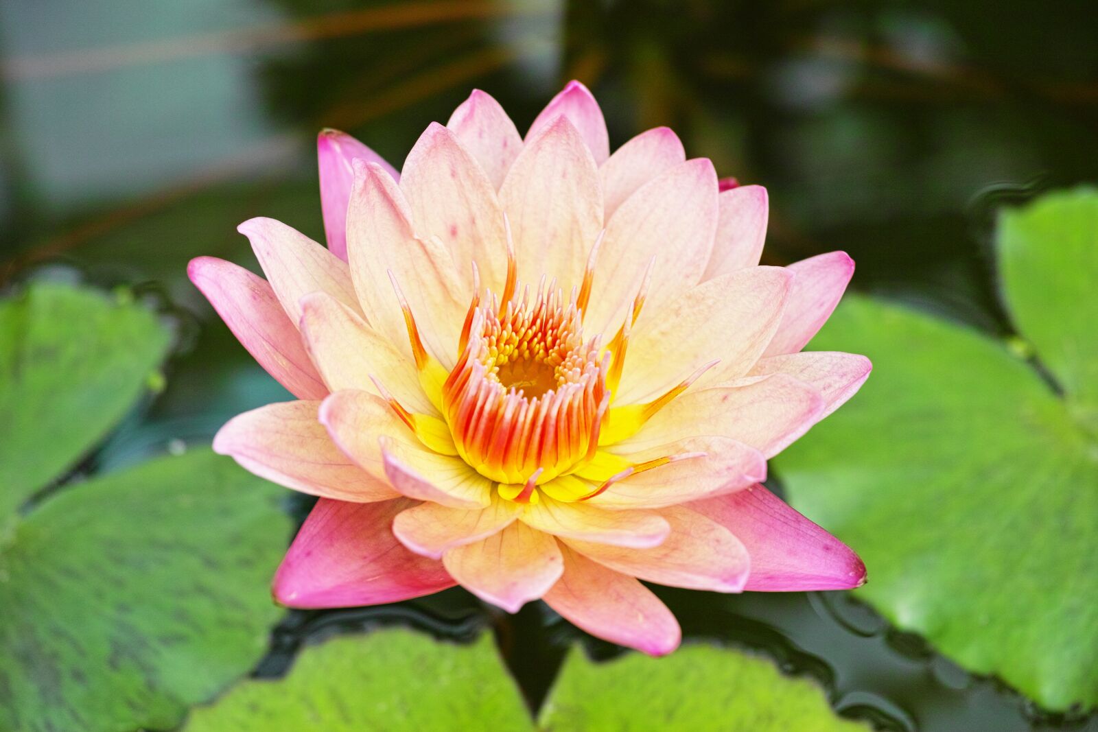 Sigma DP3 Merrill sample photo. Water lily, plant, waterside photography