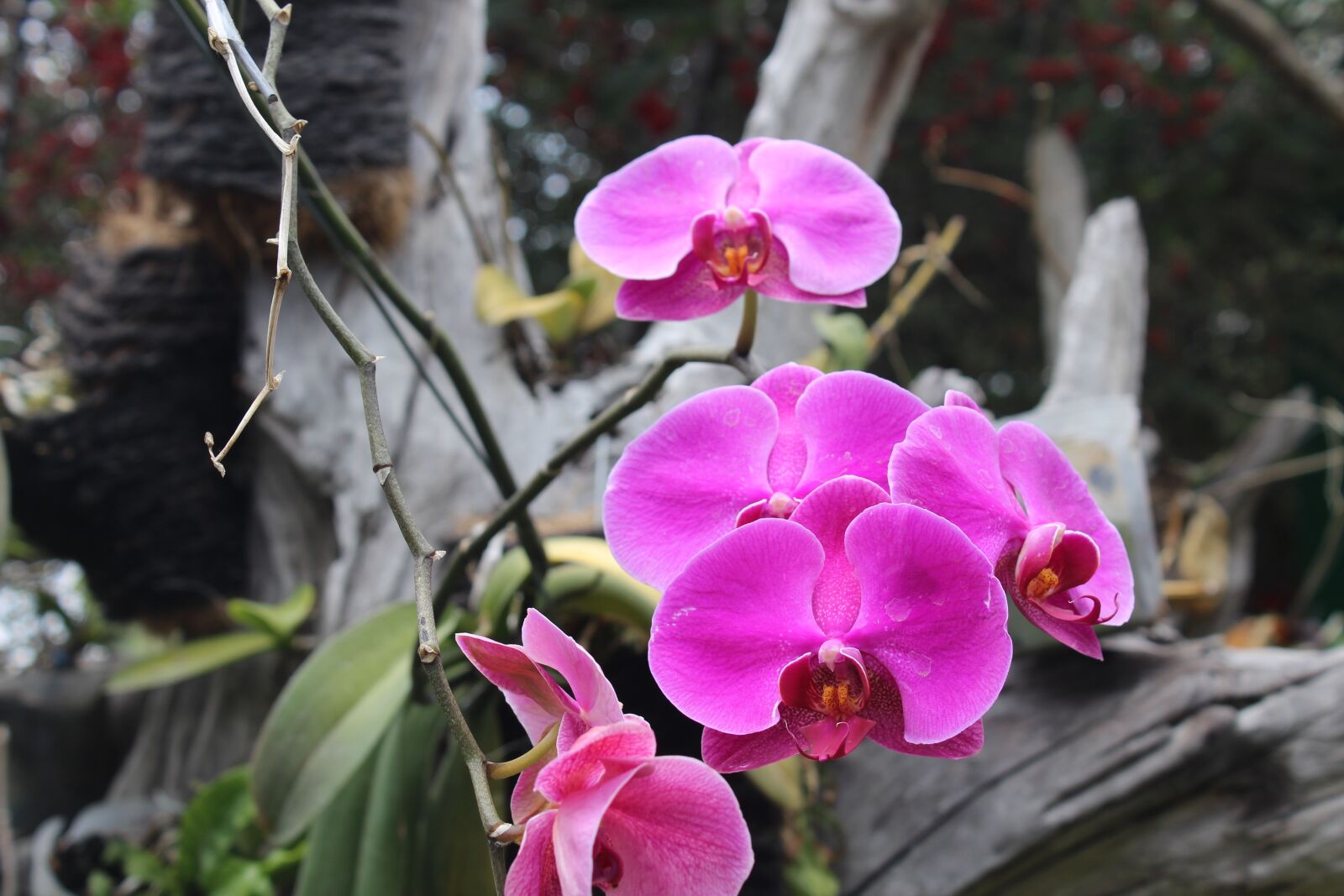 Canon EOS 1300D (EOS Rebel T6 / EOS Kiss X80) sample photo. Flowers, orchid, pink photography