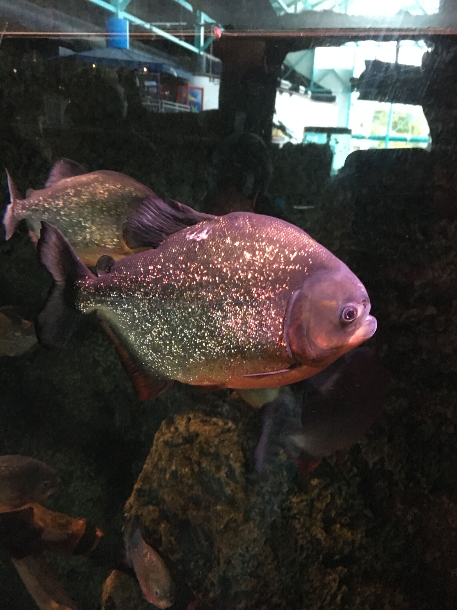 Apple iPhone 6s sample photo. Fish, aquarium, animal photography
