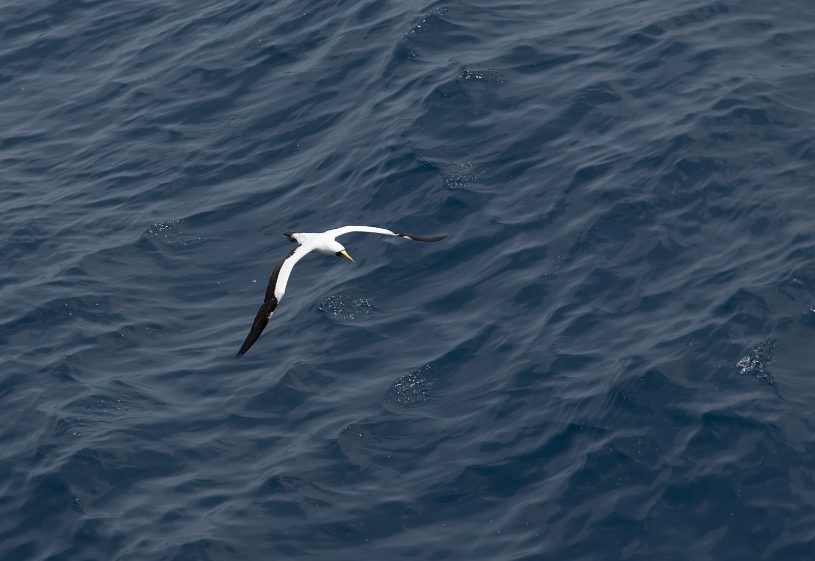 Nikon D750 sample photo. Seagull, bird, sea photography