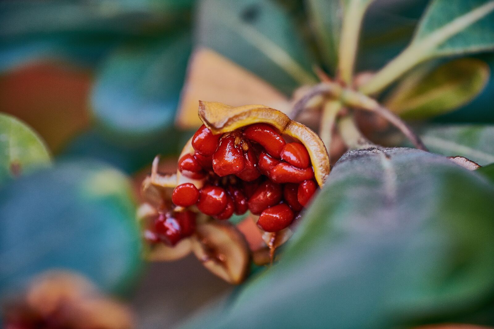 Nikon D7200 sample photo. Red, garden, green photography