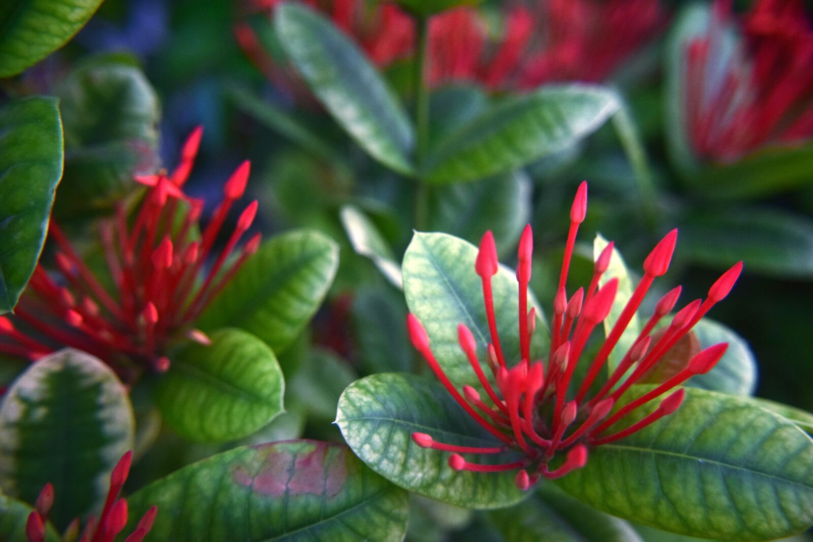 Nikon D5300 sample photo. Flower, red, star photography