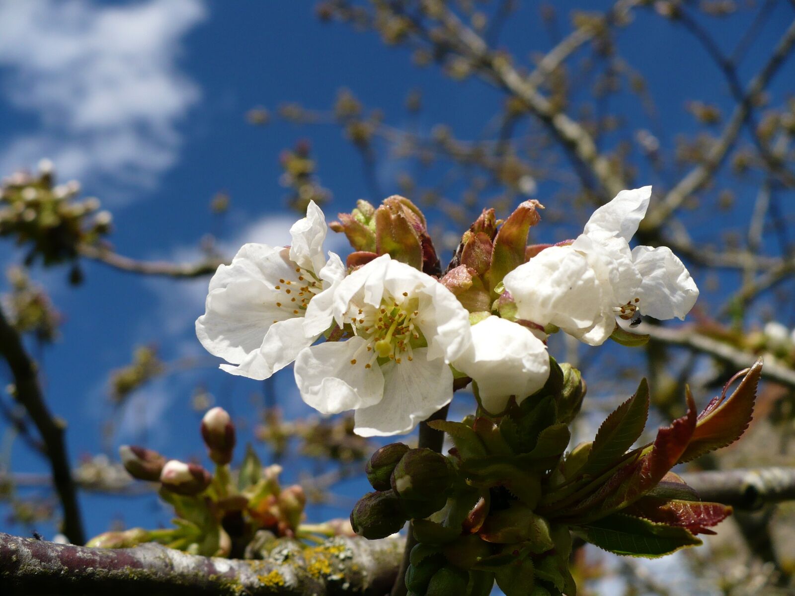 Panasonic DMC-LZ7 sample photo. Flowers of apple tree photography