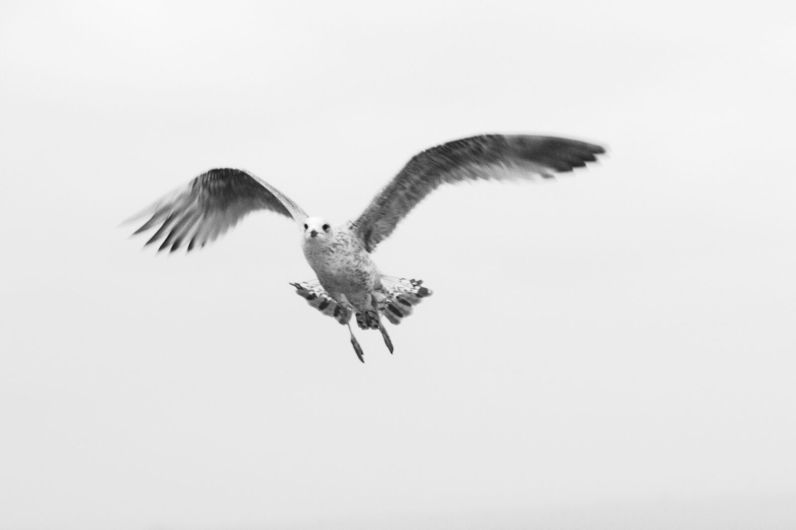 Canon EOS 70D sample photo. Bird, gull, young photography