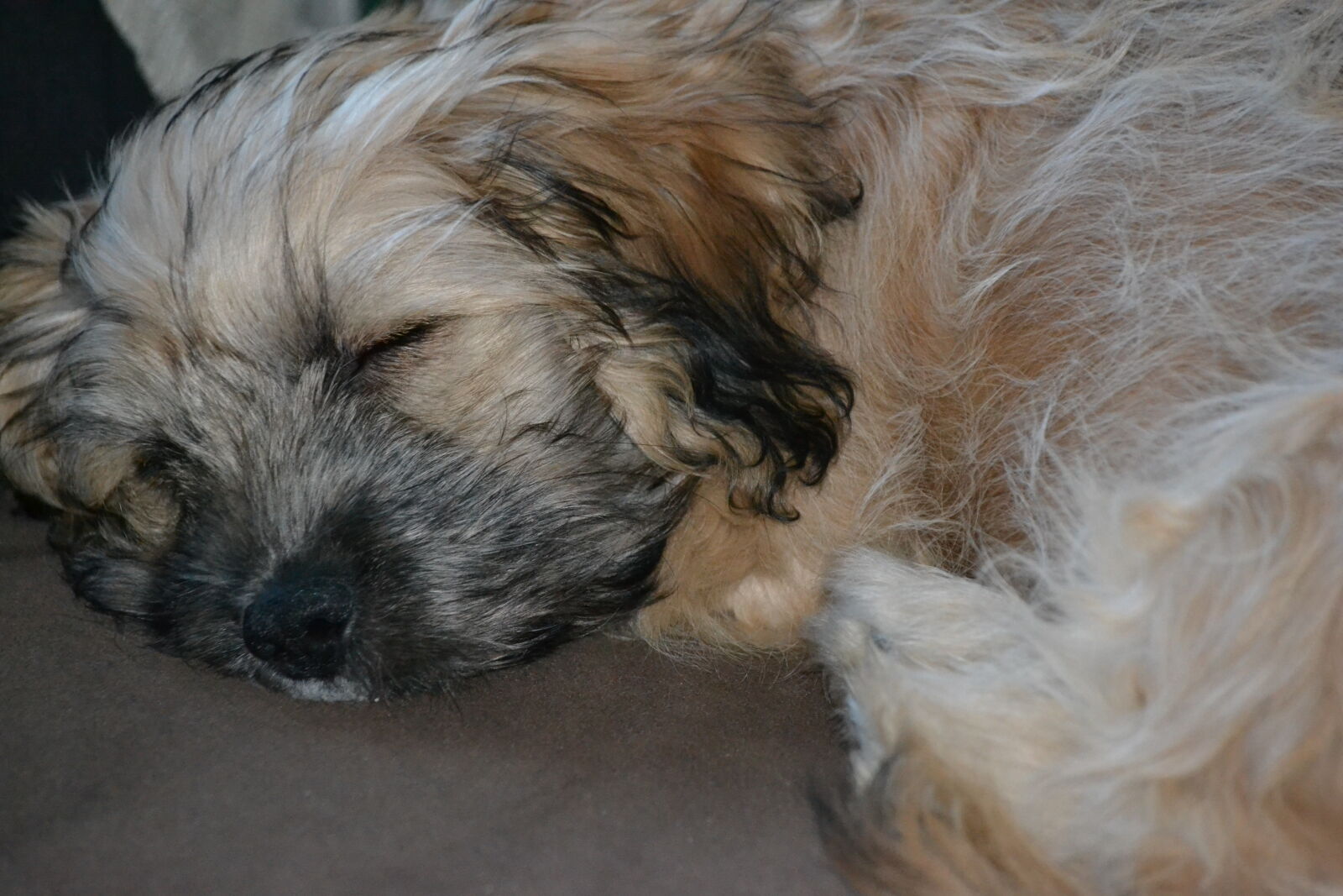 Nikon D3100 sample photo. Dog, pup, sleeping, tired photography